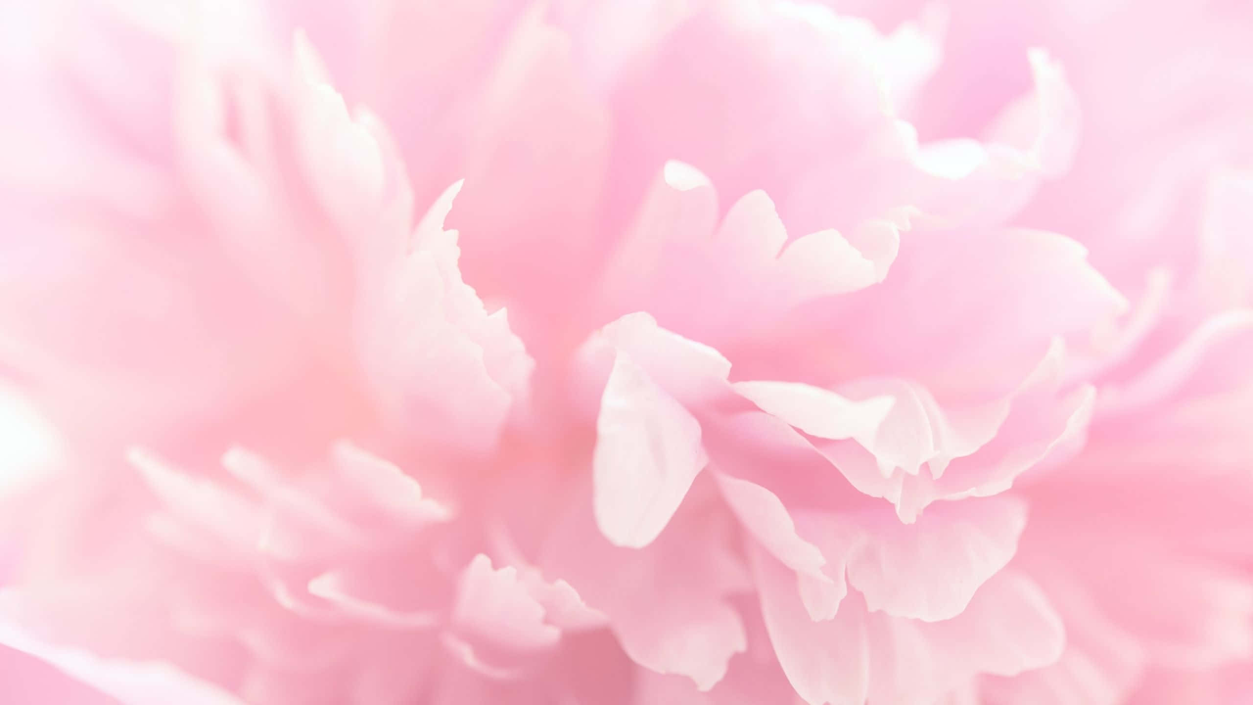 Carnation, light pink, peony petals, 2K Desktop Wallpaper