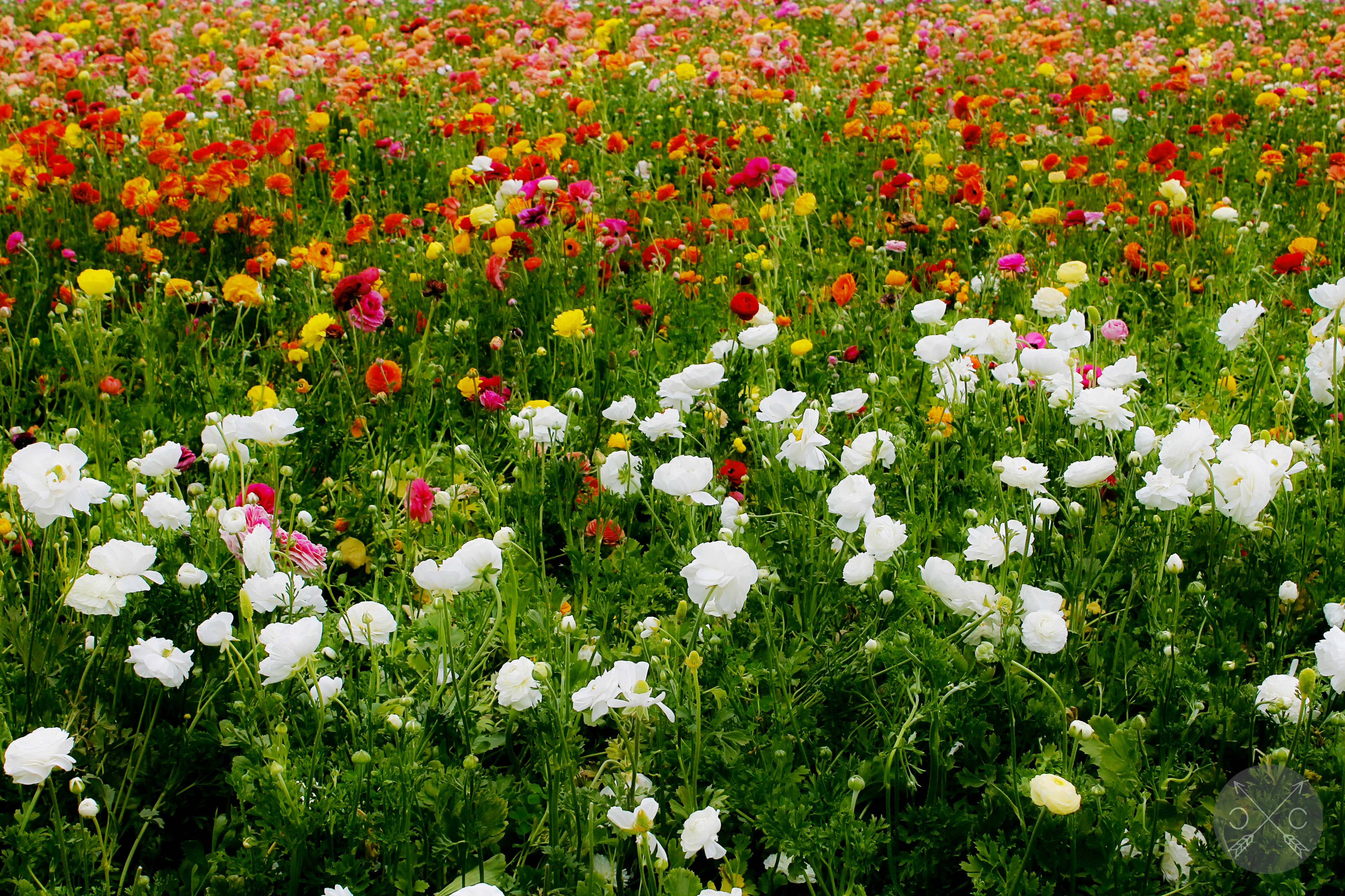 colorful carnation flower field, white blooms, rainbow gradient of petals, 4K Desktop Wallpaper