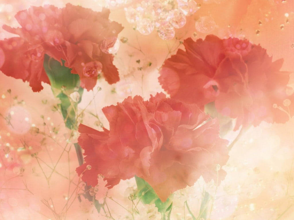 Pastel Red Aesthetic Painted Carnations, soft-focus red carnations, baby's breath, SD Desktop Wallpaper