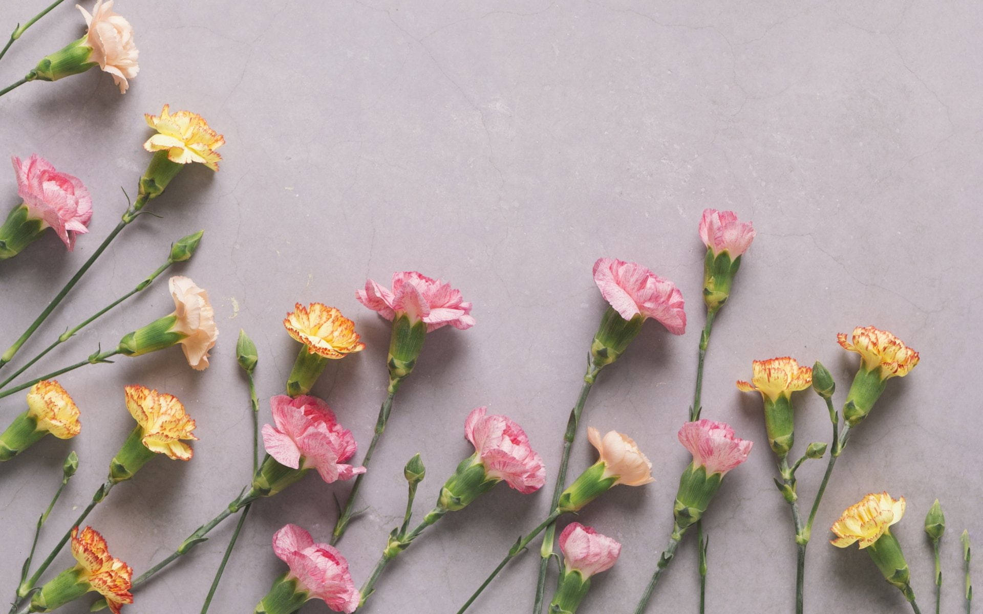 dainty carnations, pink and yellow carnations, green stems, Full HD Desktop Wallpaper