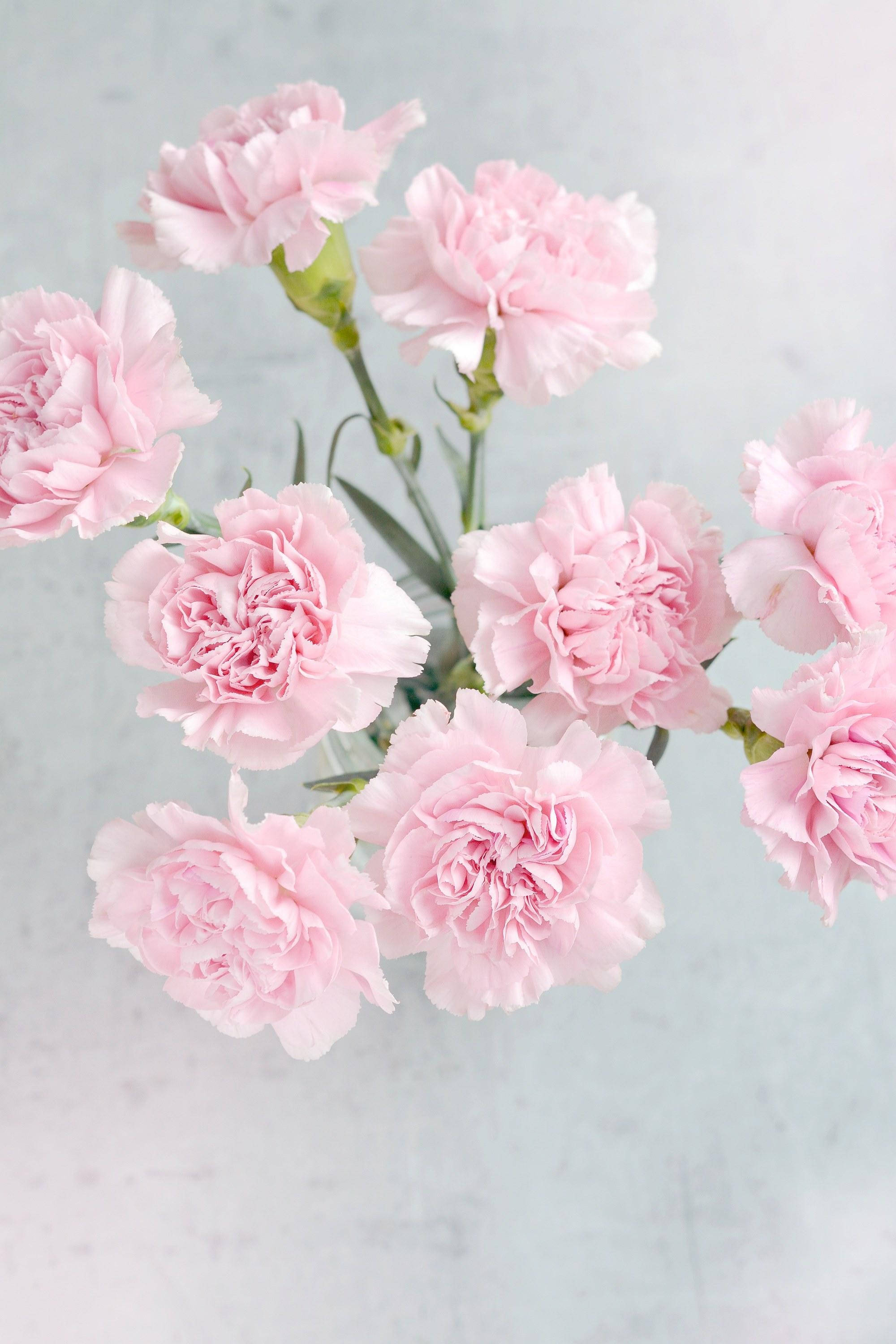 light pink carnation flowers, delicate pink carnations, ruffled petals, 2K Phone Wallpaper