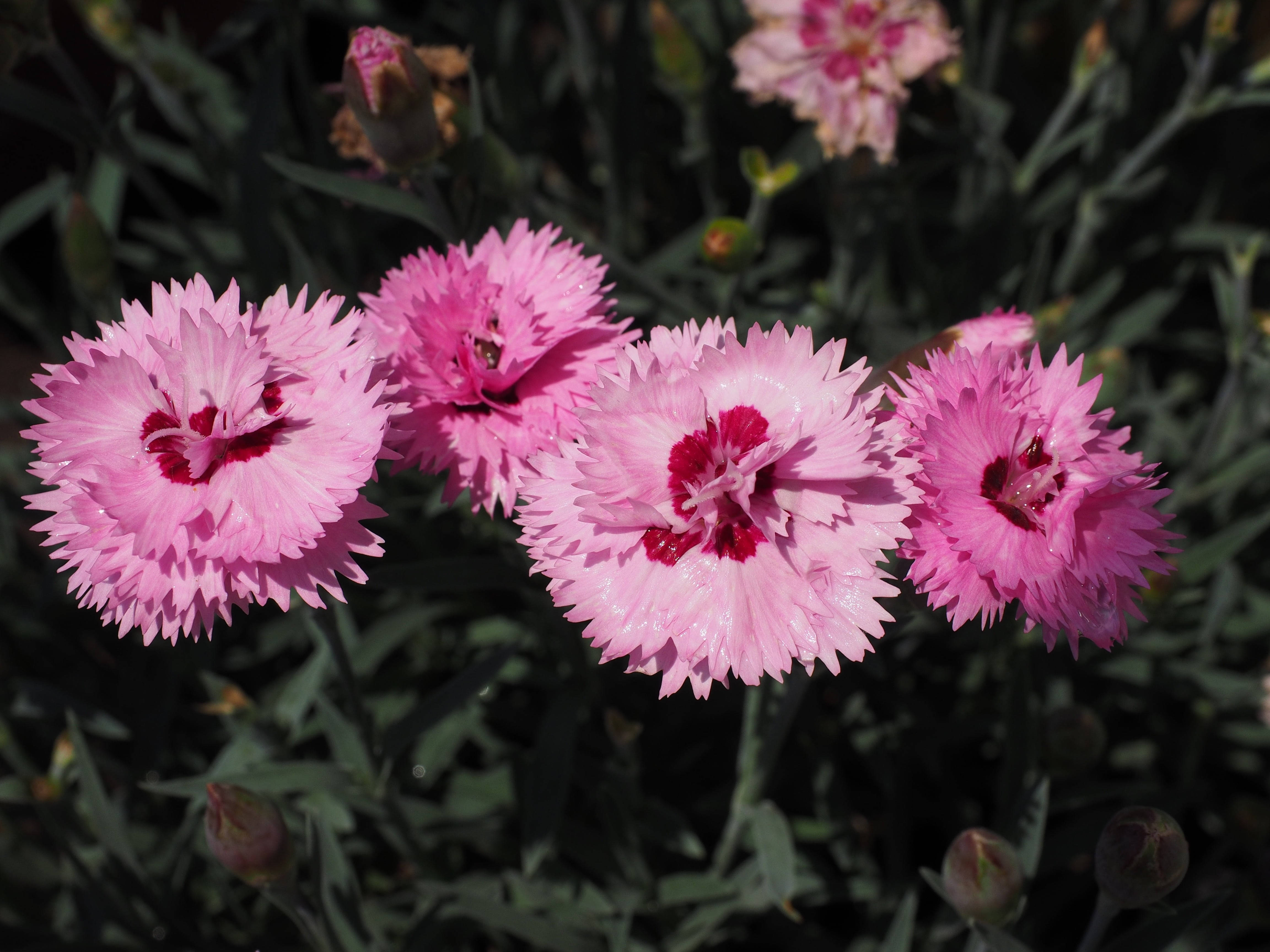 pink carnation, fringed petals, deep red centers, 4K Desktop Wallpaper