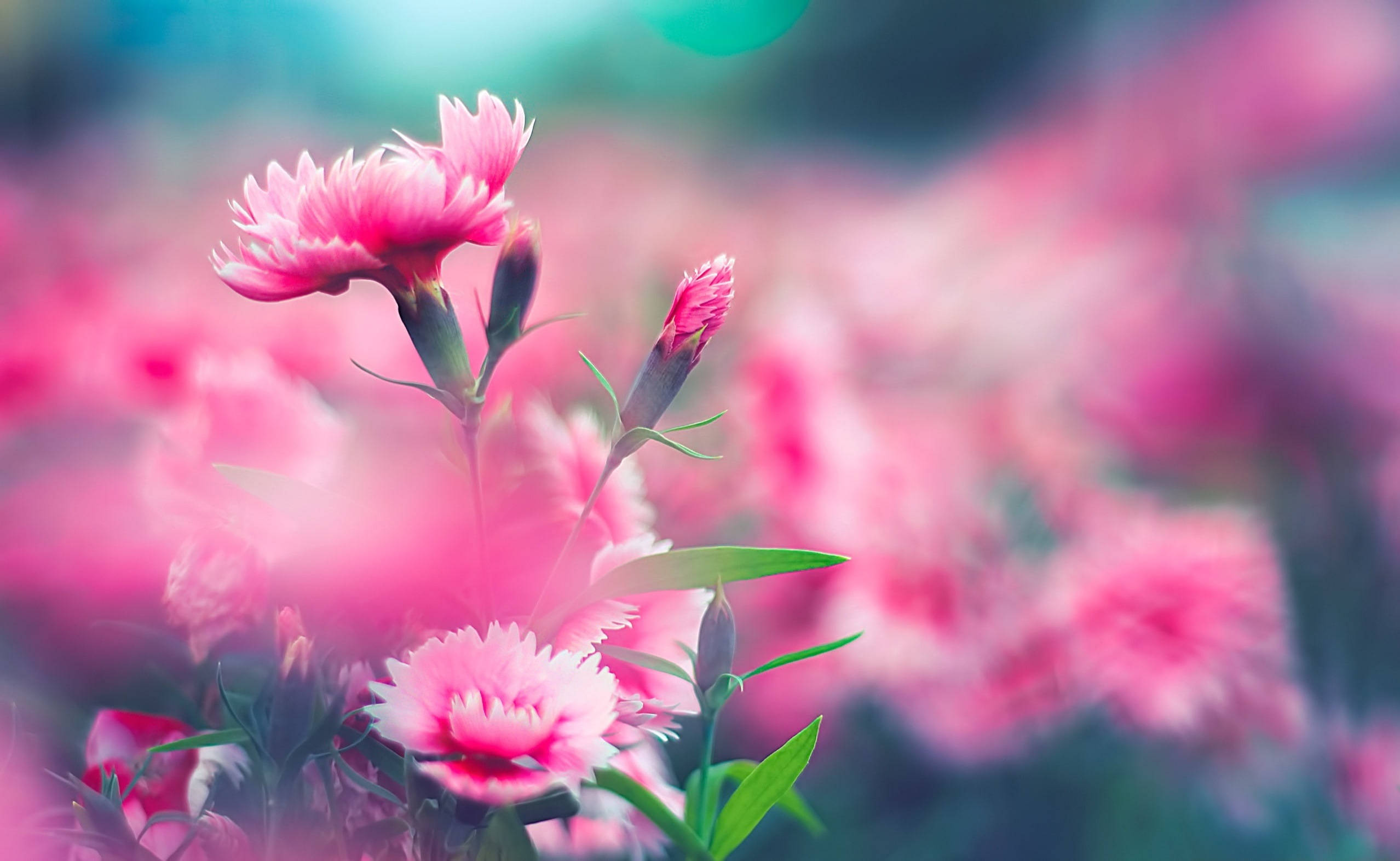 wild pink carnations, soft pink carnations, dreamy field, Full HD Desktop Wallpaper