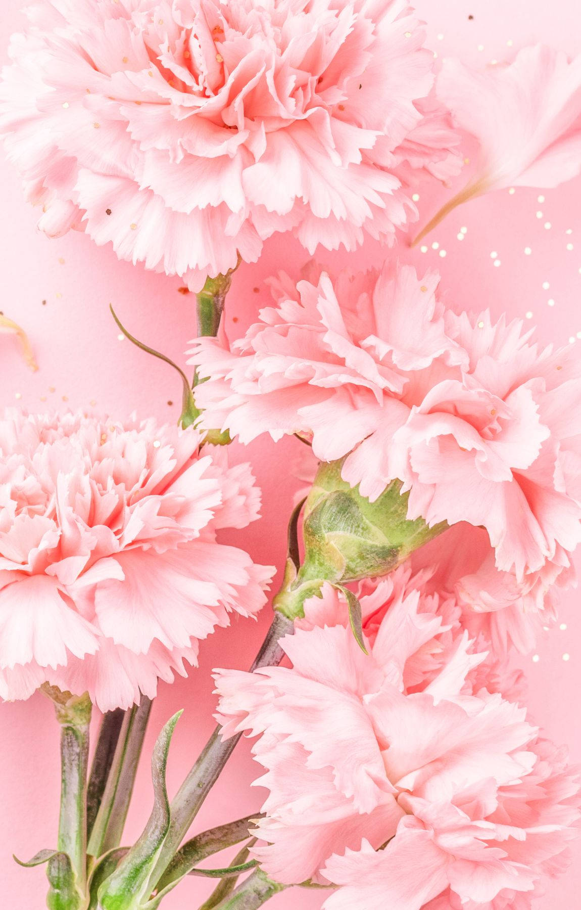 baby pink carnation, delicate fringed petals, green stems, HD Phone Wallpaper