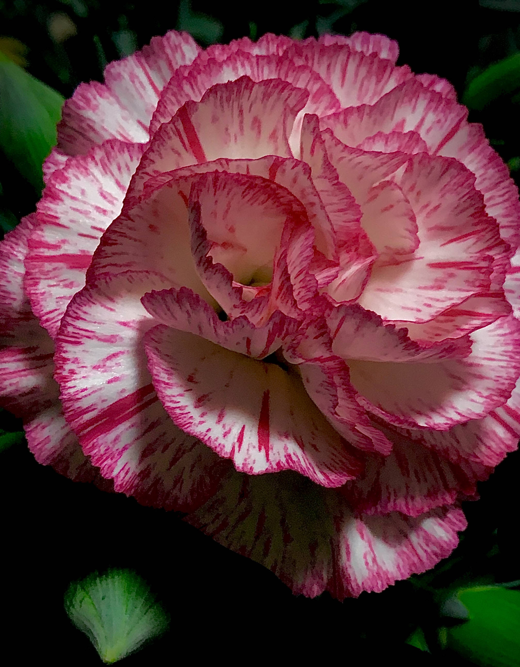 Double Striped Pink Carnation, vibrant pink, white speckled, 2K Phone Wallpaper