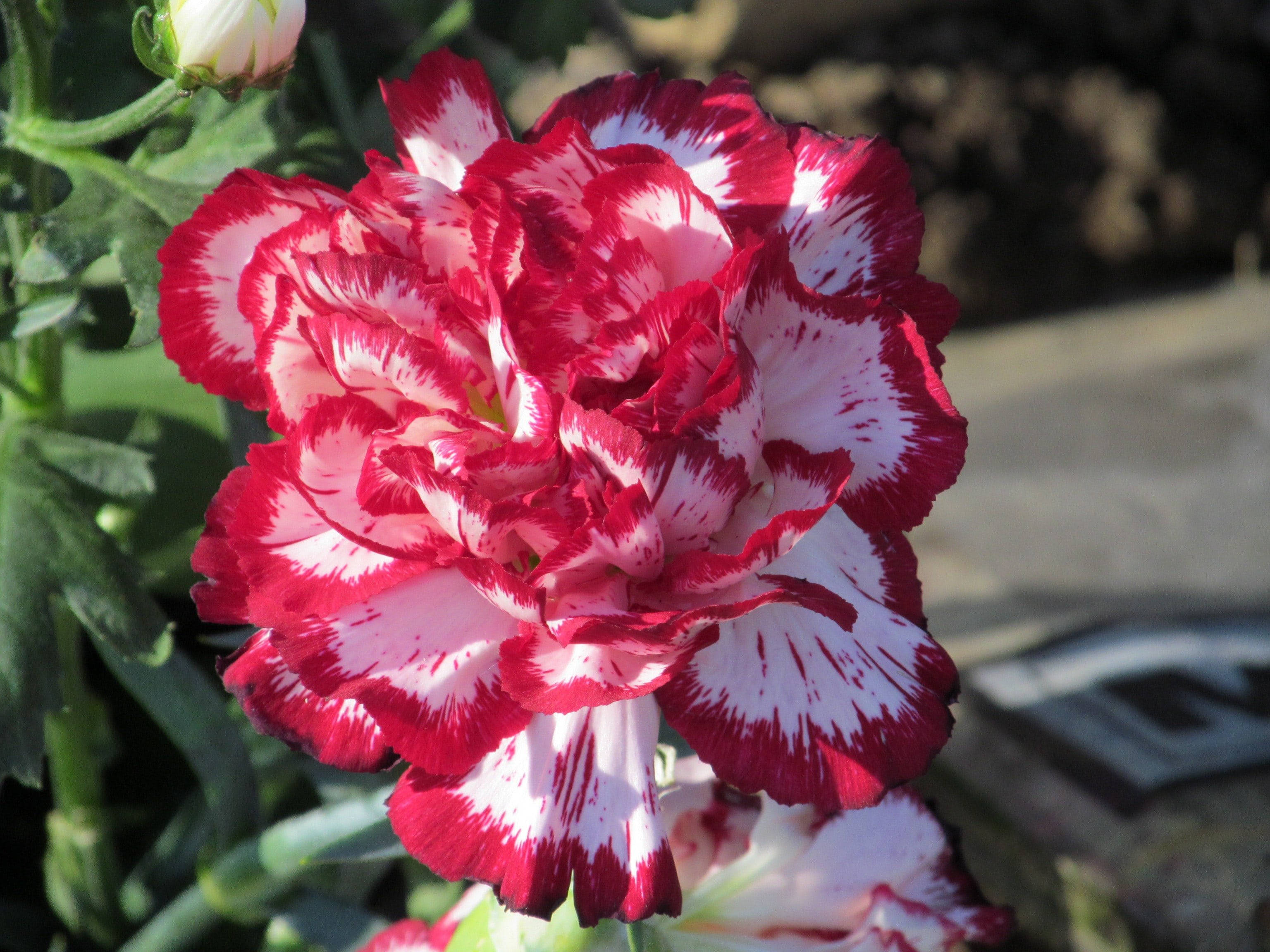 red and white carnation, vibrant red, white carnation, 2K Desktop Wallpaper