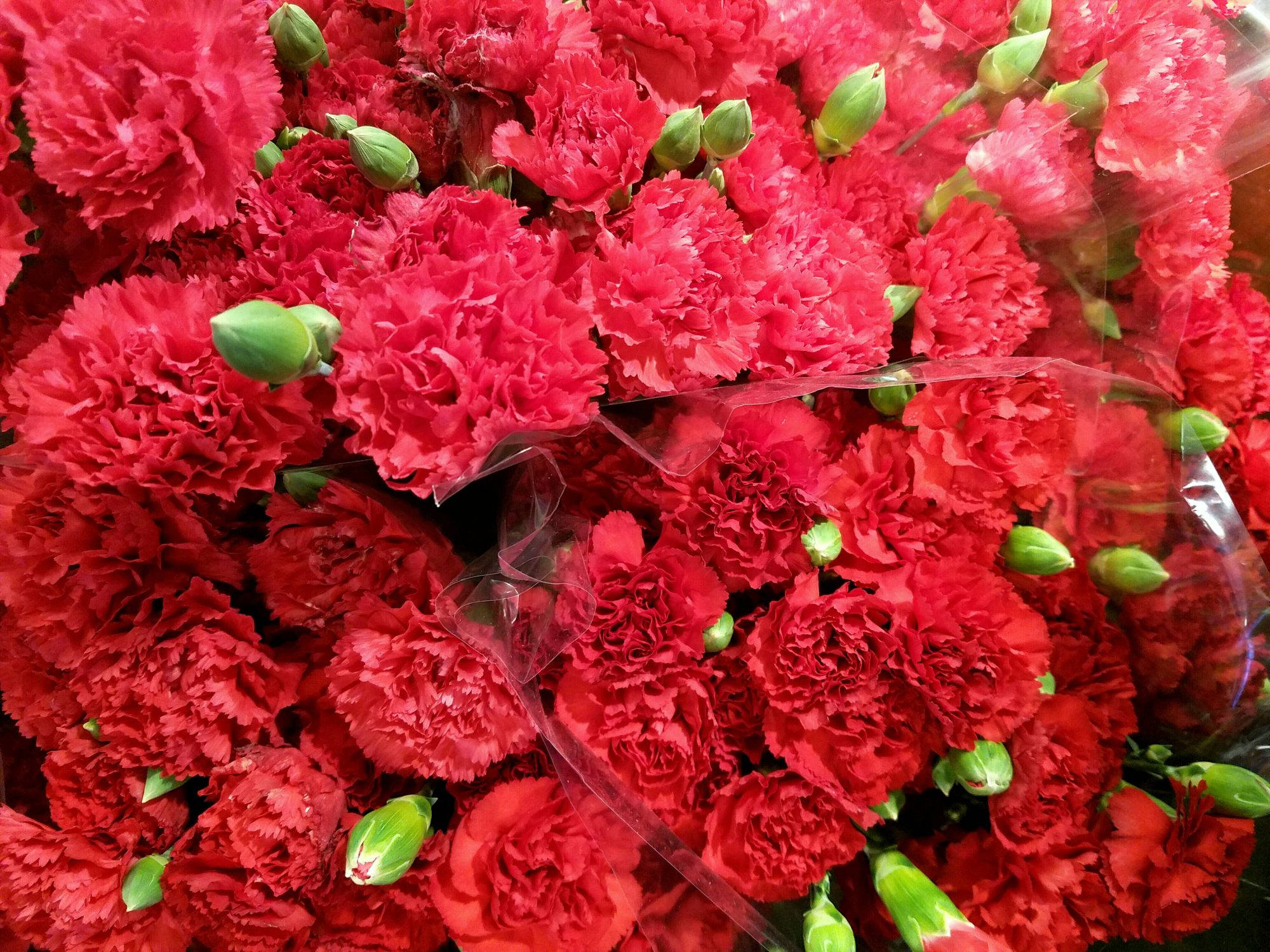 red carnations, green buds, clear plastic, Full HD Desktop Wallpaper