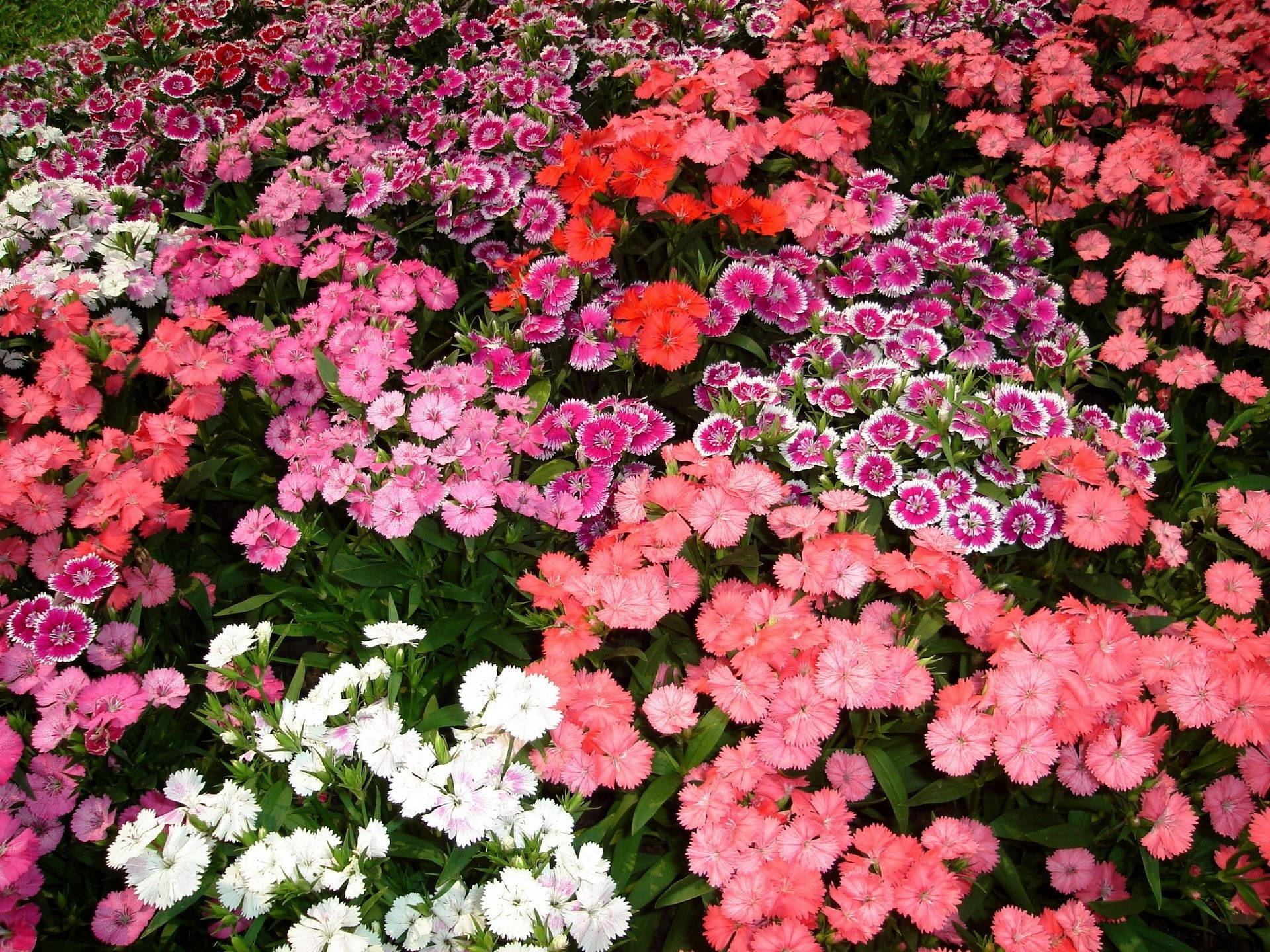mini carnation flowers, pink red, white, Full HD Desktop Wallpaper