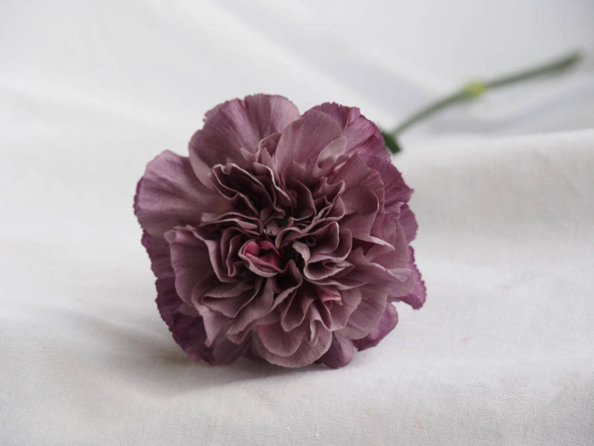 elegant mauve carnation, deep purple carnation, ruffled petals, Full HD Desktop Wallpaper