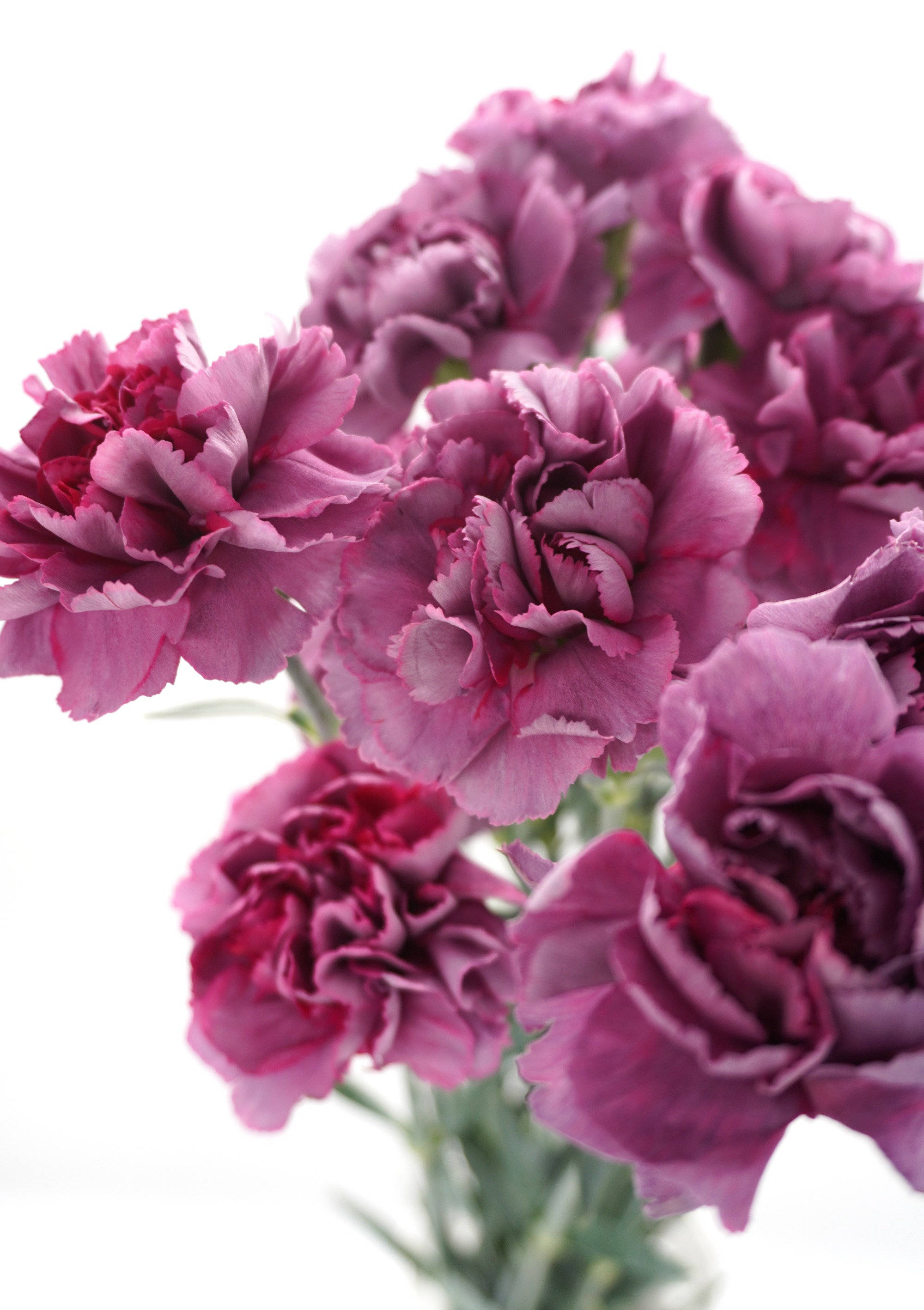 antique carnations, deep purple, ruffled petals, 2K Phone Wallpaper