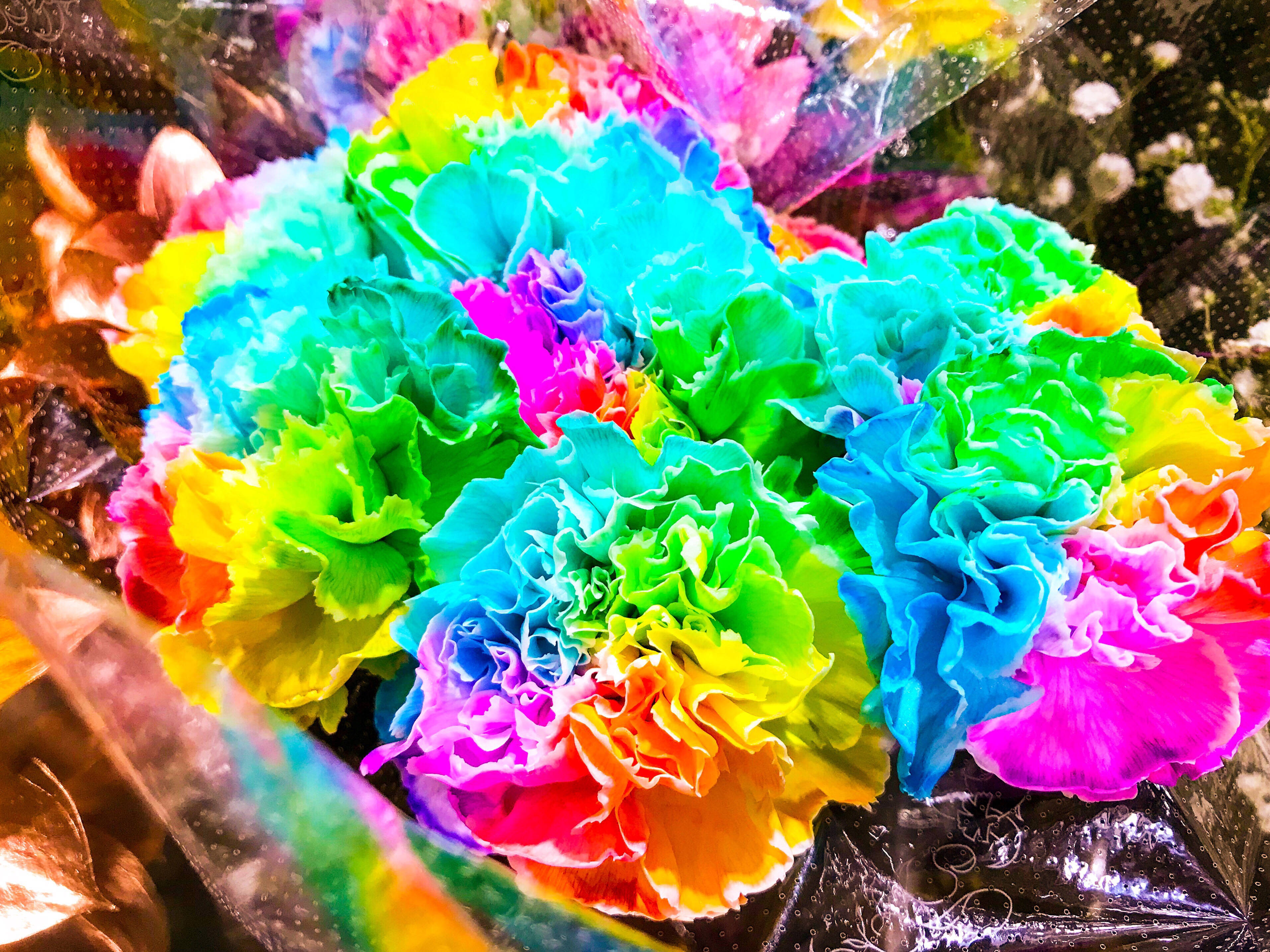 dyed carnation flowers, rainbow-colored carnations, clear plastic, 2K Desktop Wallpaper
