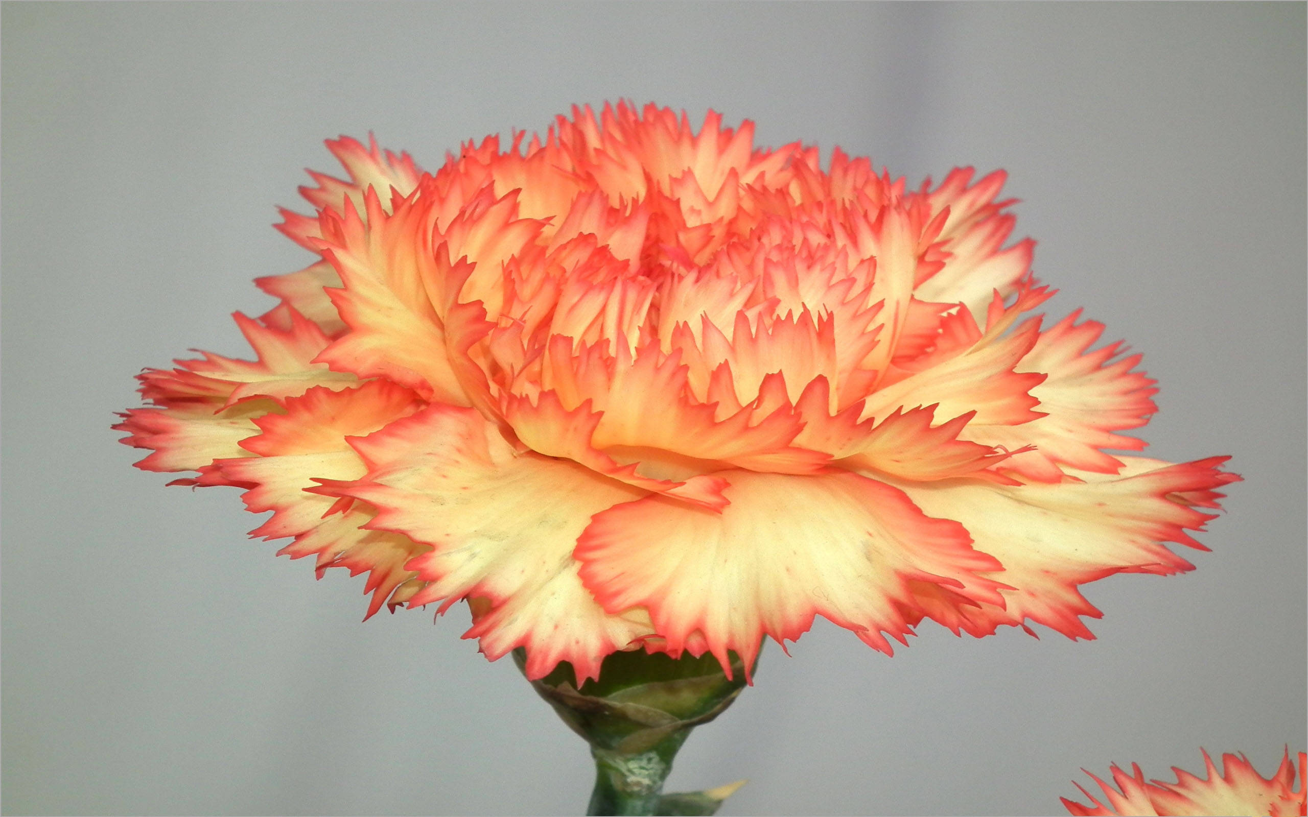 yellow orange carnation, fringed carnation, ruffled petals, 2K Desktop Wallpaper