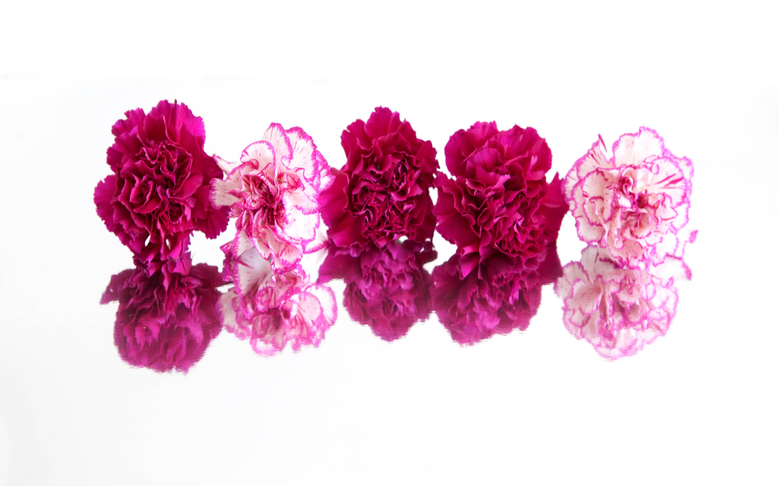 carnations, vibrant pink, white fringed edges, 2K Desktop Wallpaper