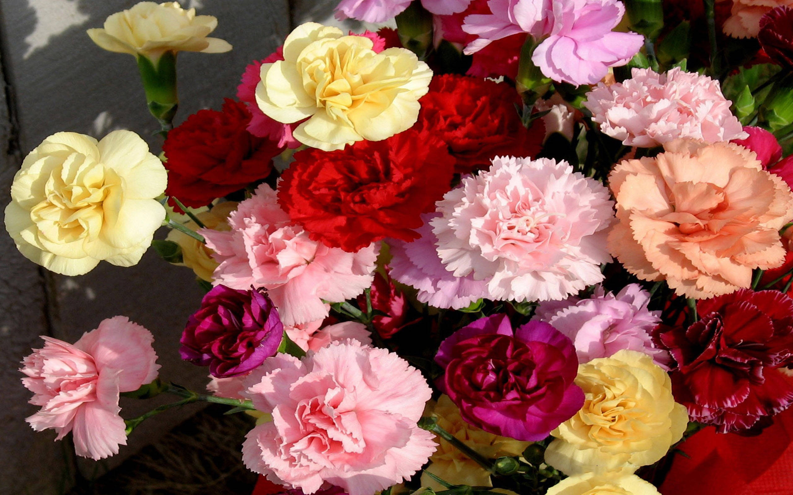 carnation, red, pink, 2K Desktop Wallpaper