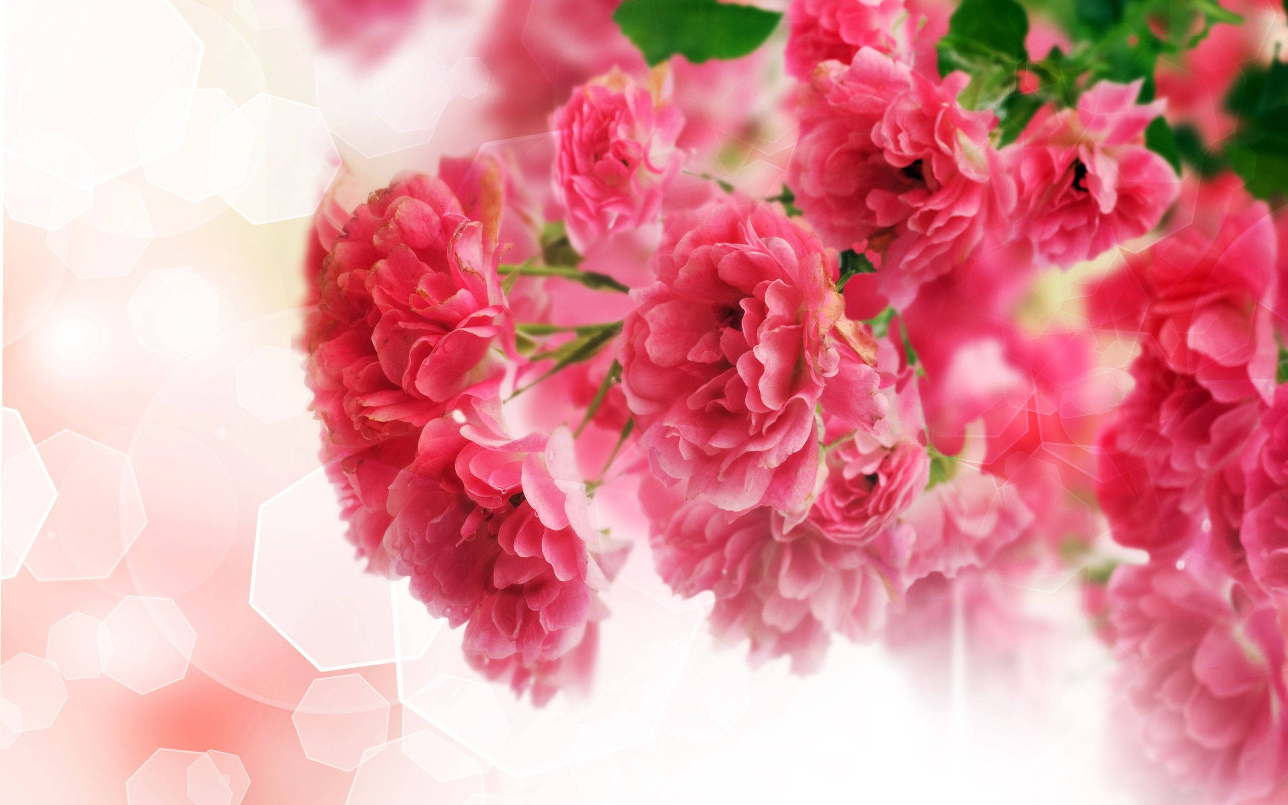 pink carnations, vibrant pink roses, lushly, 2K Desktop Wallpaper