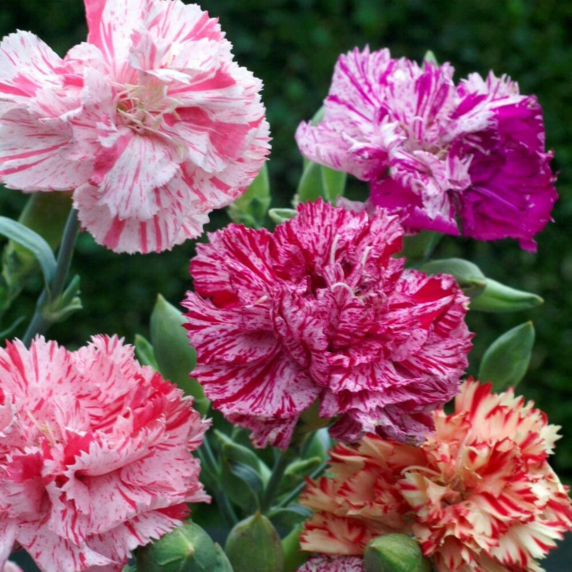 blooming multicolored carnations, vibrant pink, white carnations, Full HD Desktop Wallpaper