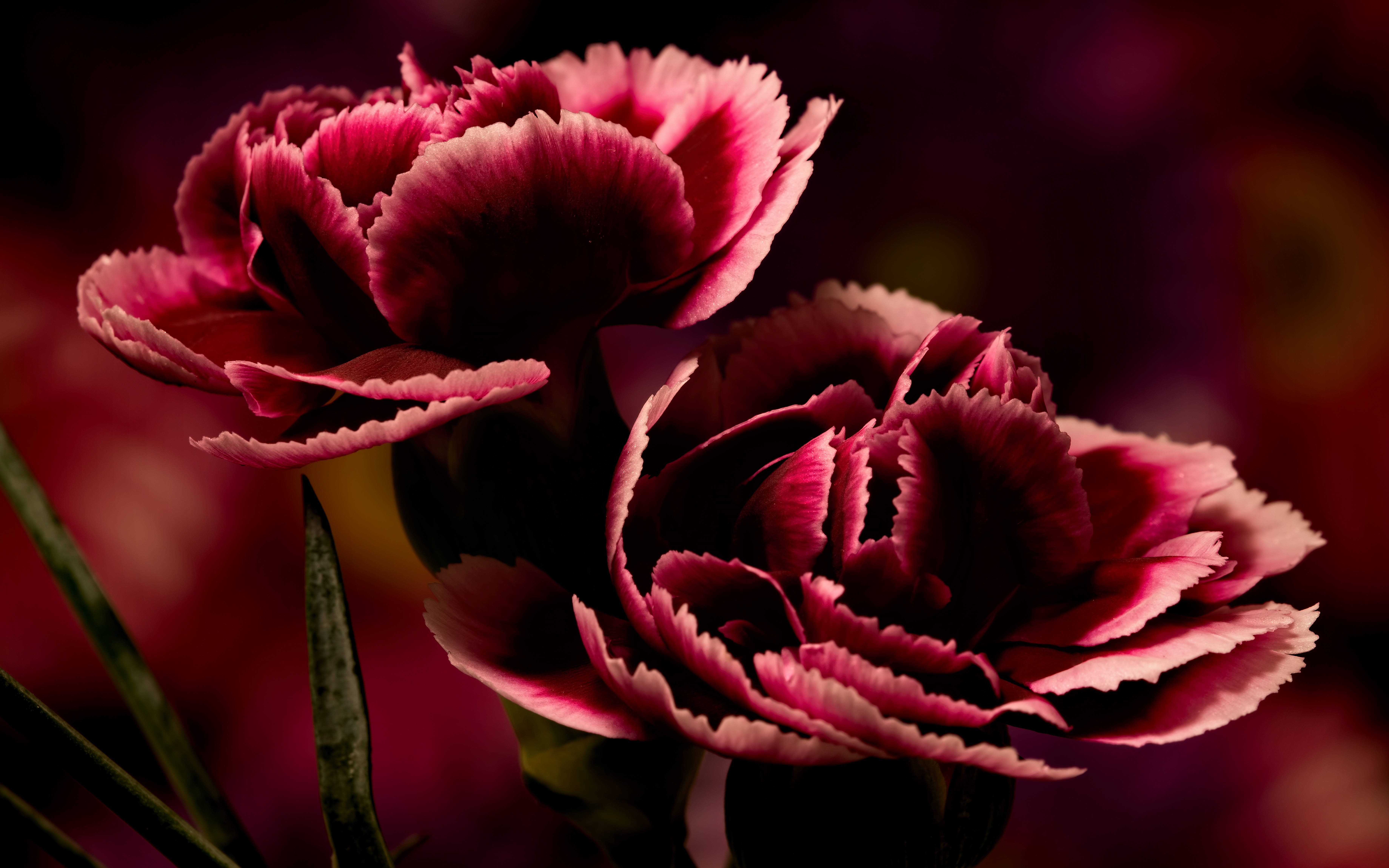 burgundy, carnations, deep pink, 5K Desktop Wallpaper