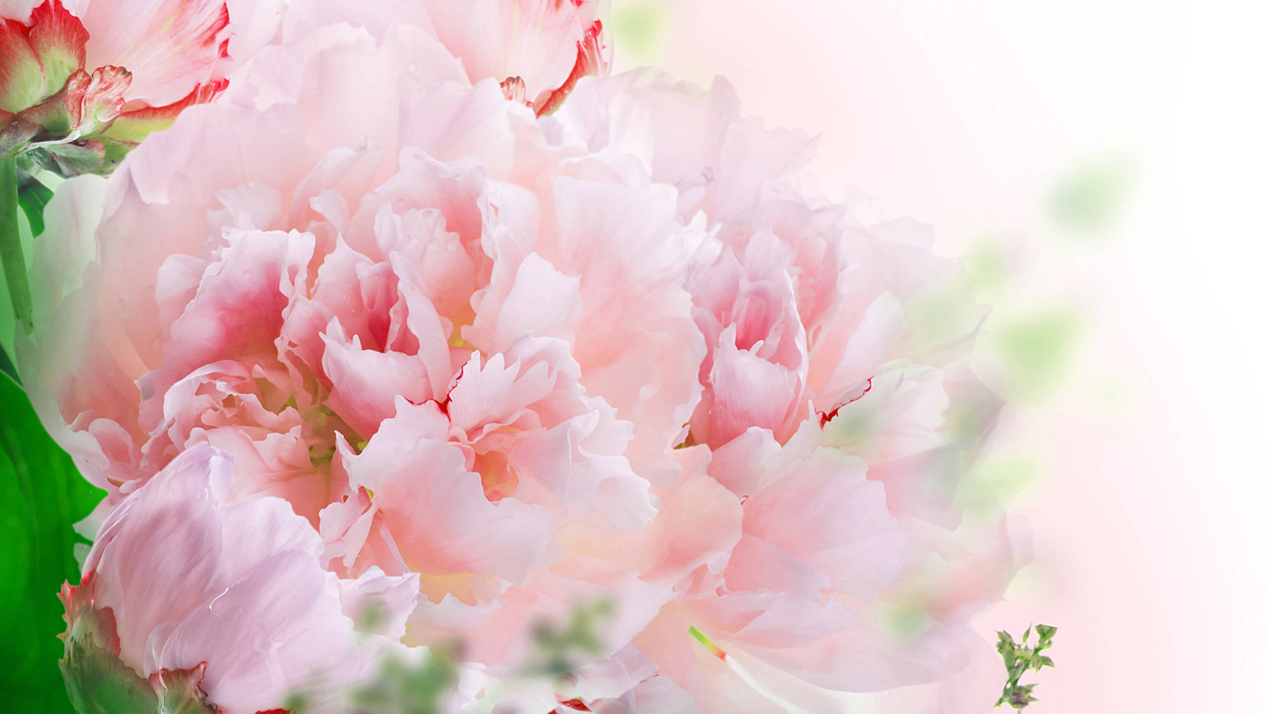 Blooming Blush Carnations, soft pink, peony, 2K Desktop Wallpaper