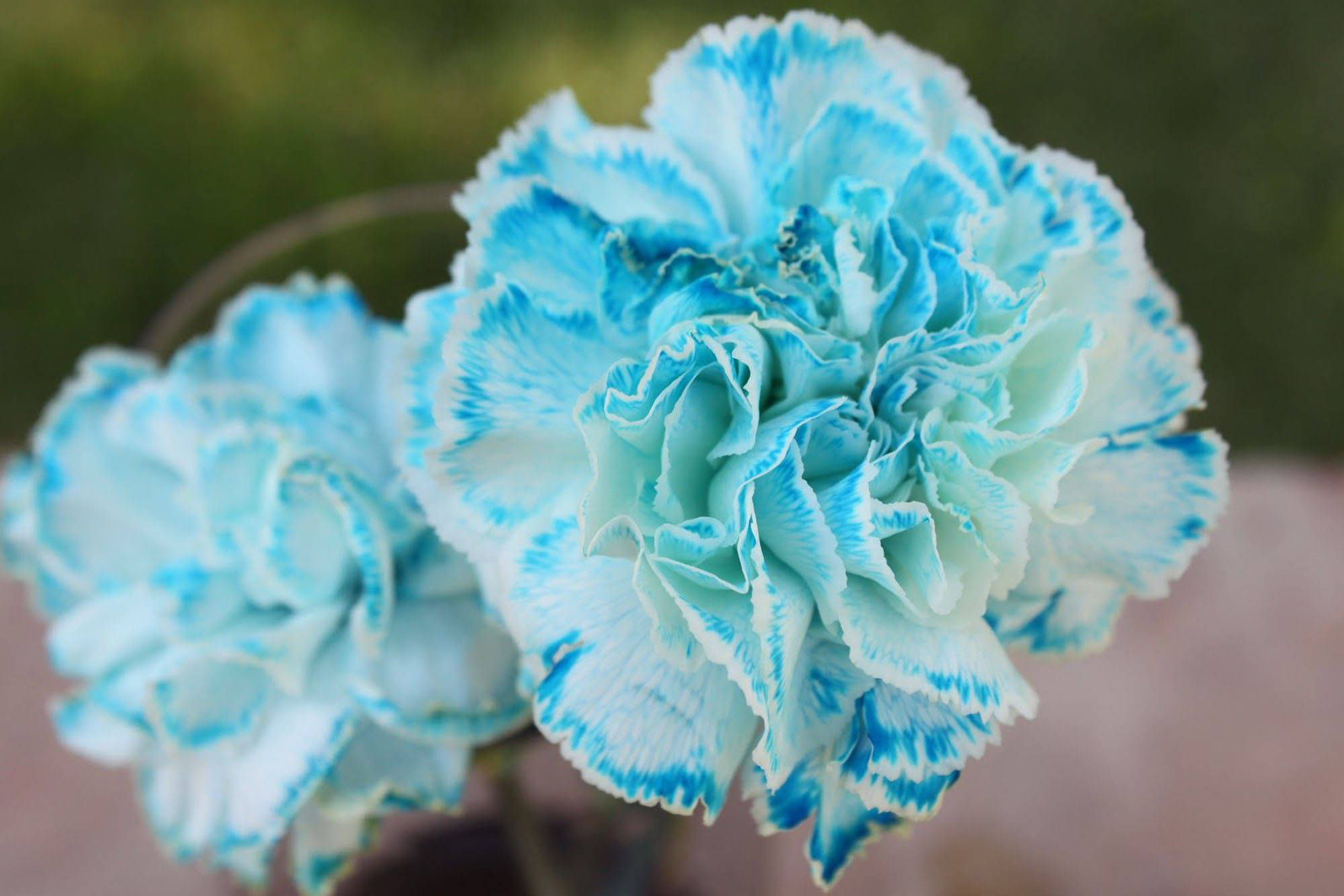 blue carnations, fringed carnations, soft focus, Full HD Desktop Wallpaper