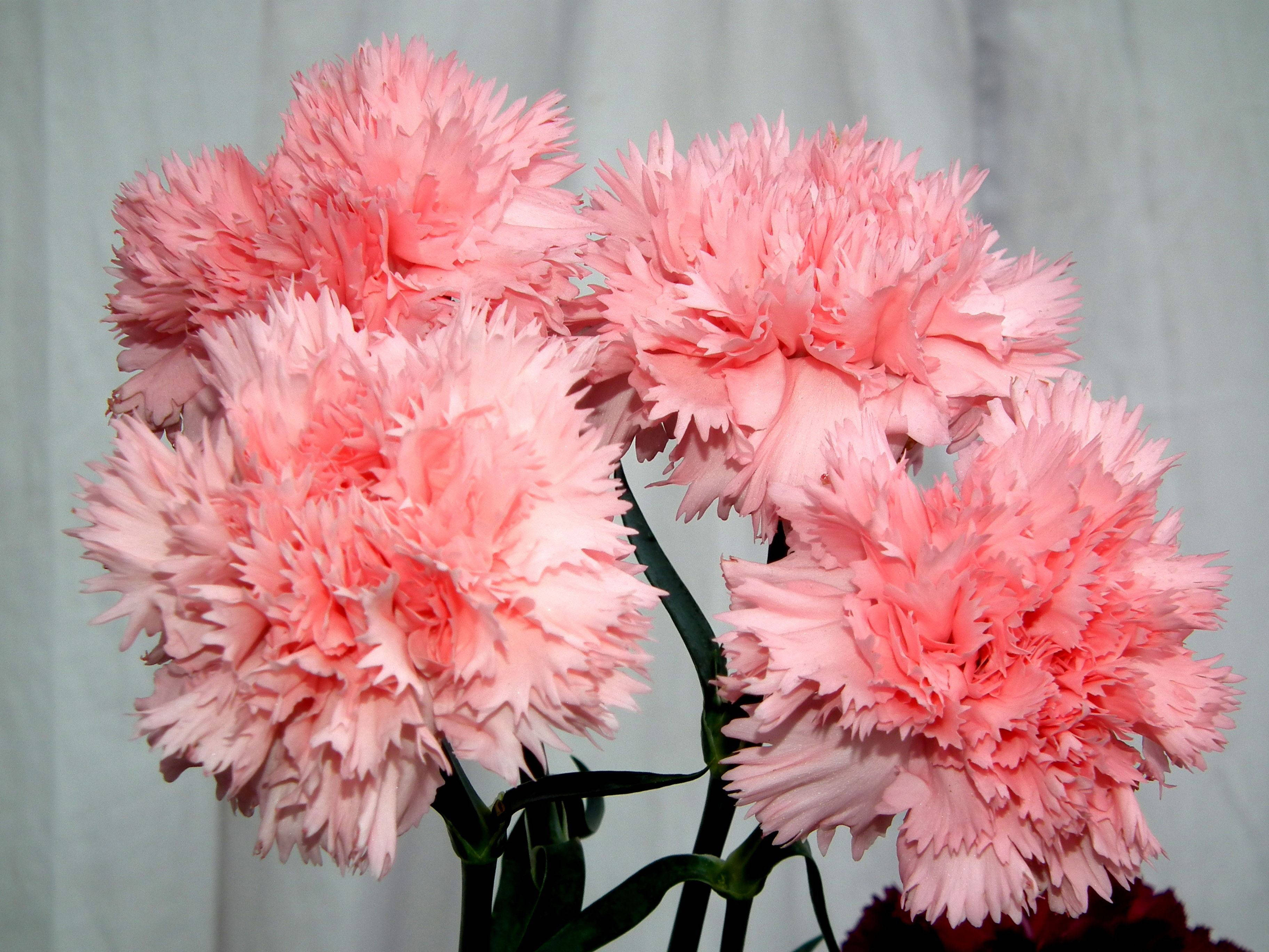 charming peach carnations, soft pink carnations, ruffled petals, 2K Desktop Wallpaper