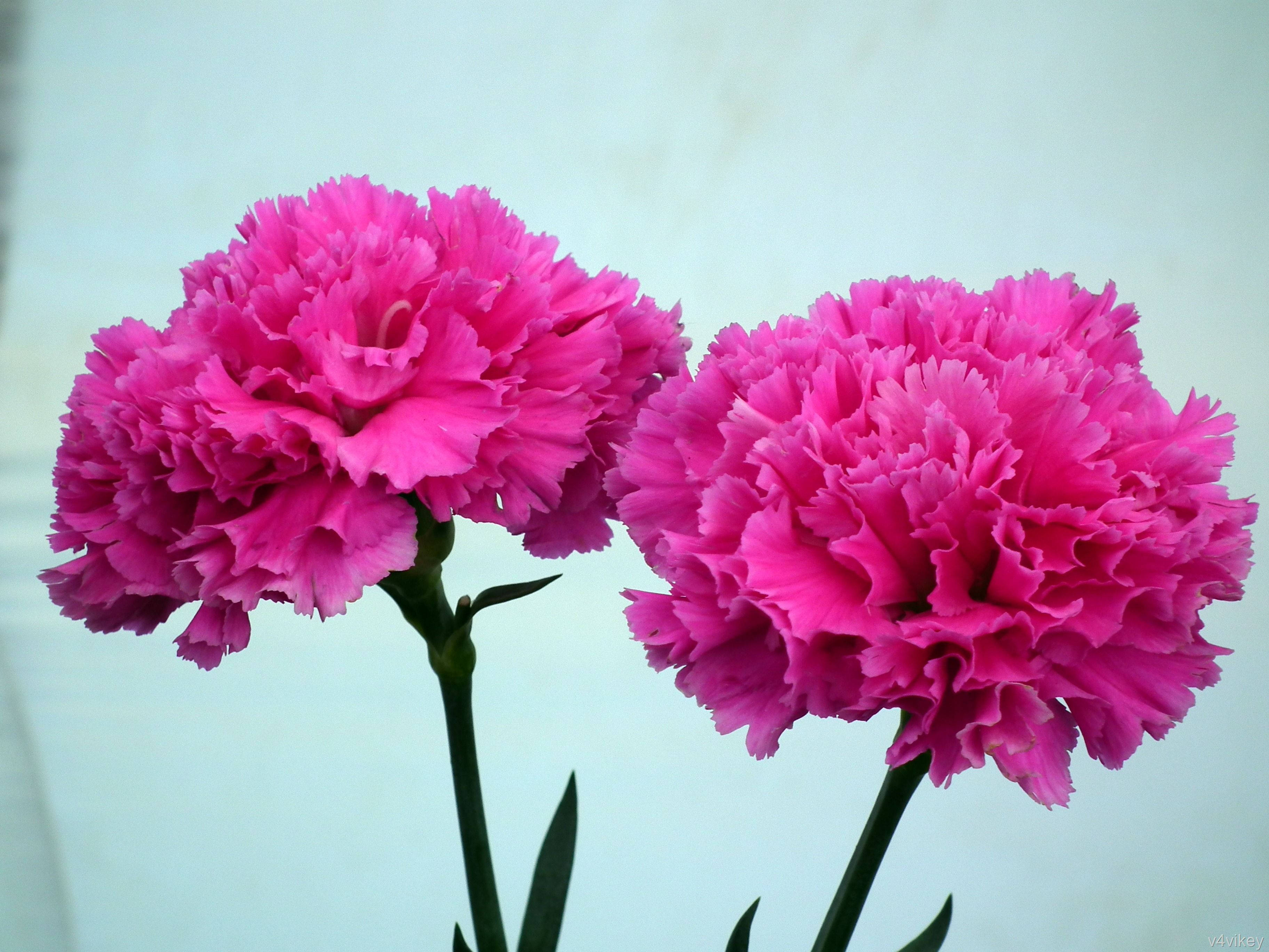 hot pink carnations, ruffled petals, soft light blue background, 2K Desktop Wallpaper