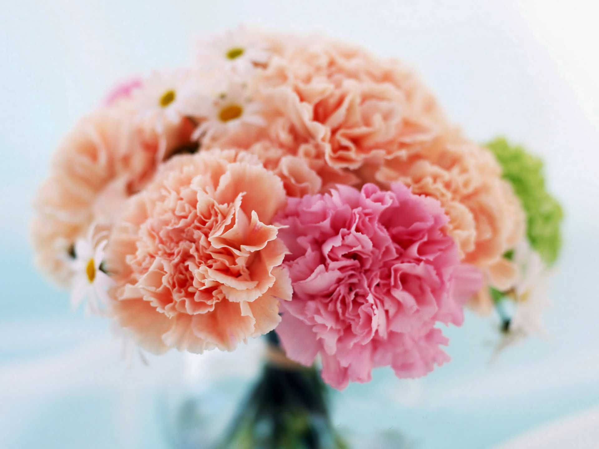 peach carnations, pink carnations, white daisies, Full HD Desktop Wallpaper