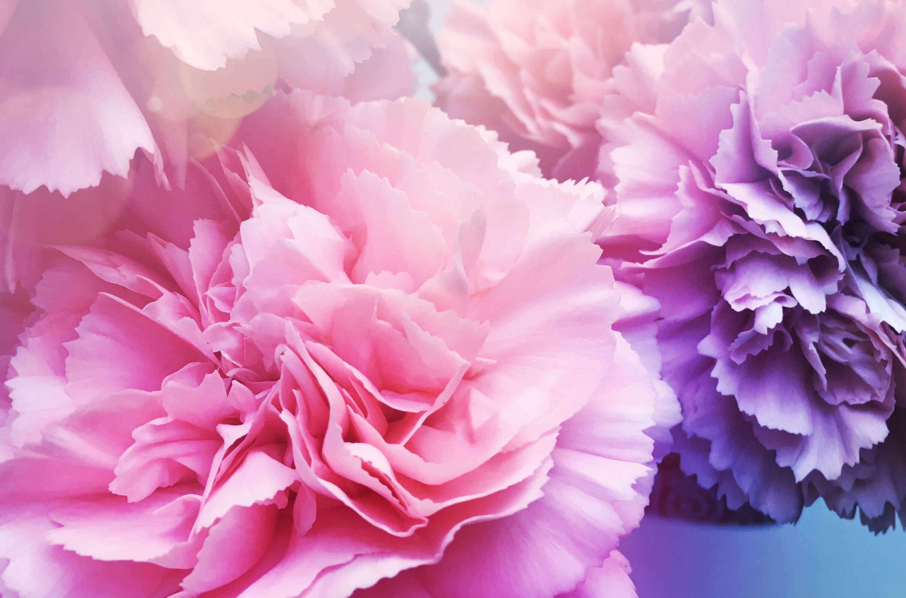 pink carnation, purple carnation, soft pink, 2K Desktop Wallpaper