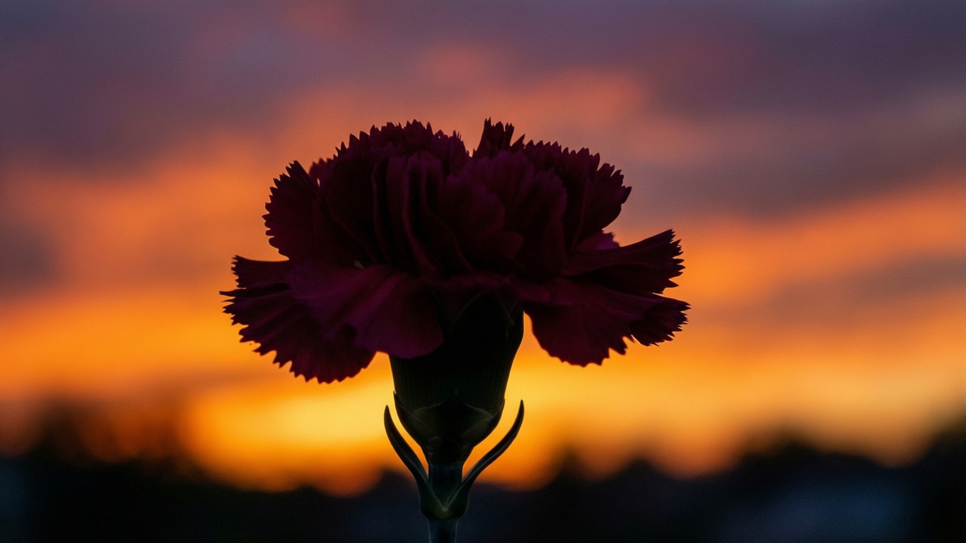 carnation, sunset, fiery orange, Full HD Desktop Wallpaper