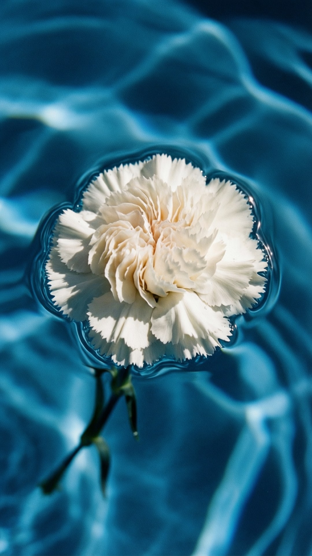 white carnation, ripling turquoise water, stem submerged, Full HD Phone Wallpaper