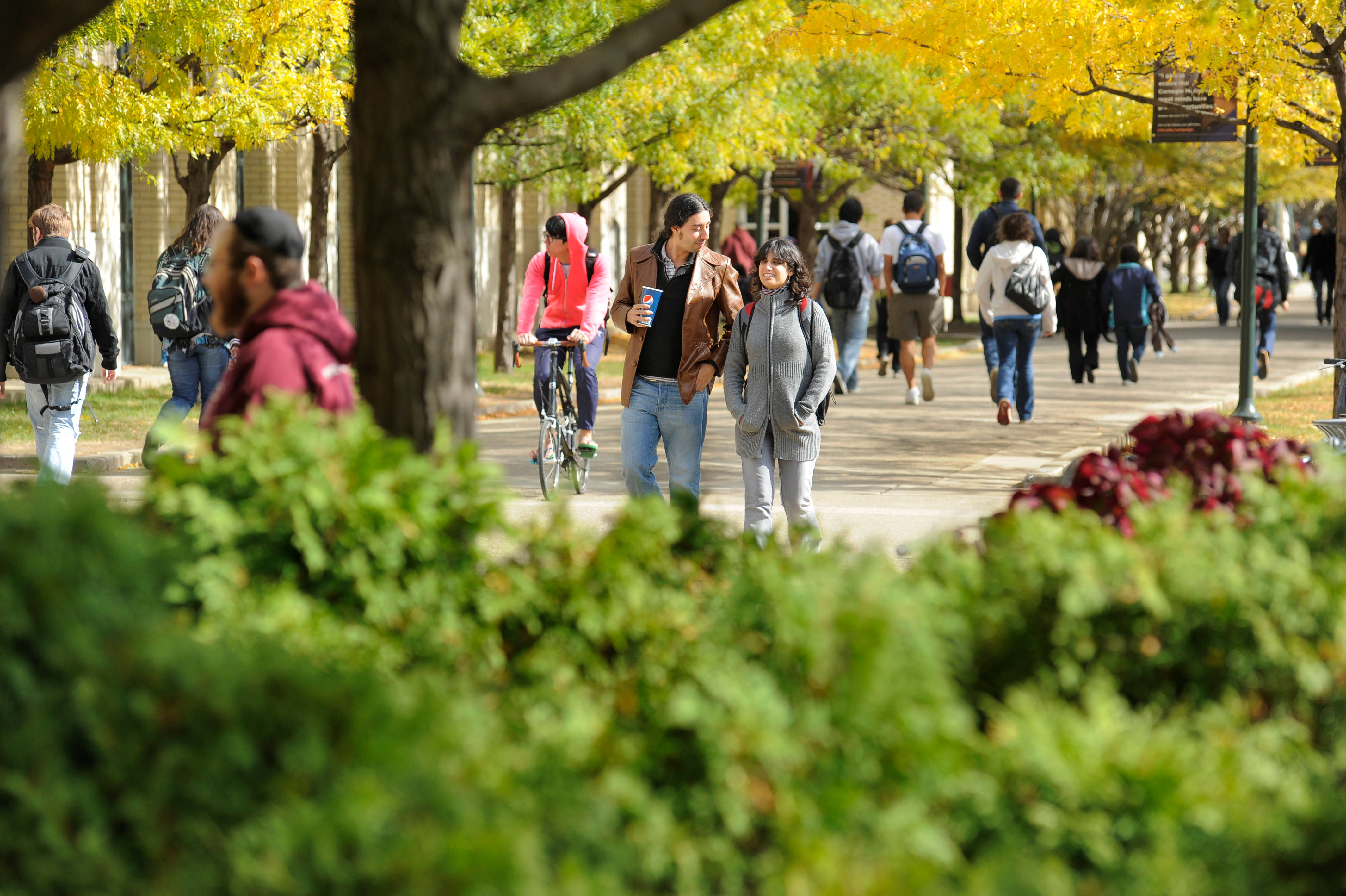 Carnegie Mellon University, autumn trees, sunlit campus pathway, 4K Desktop Wallpaper