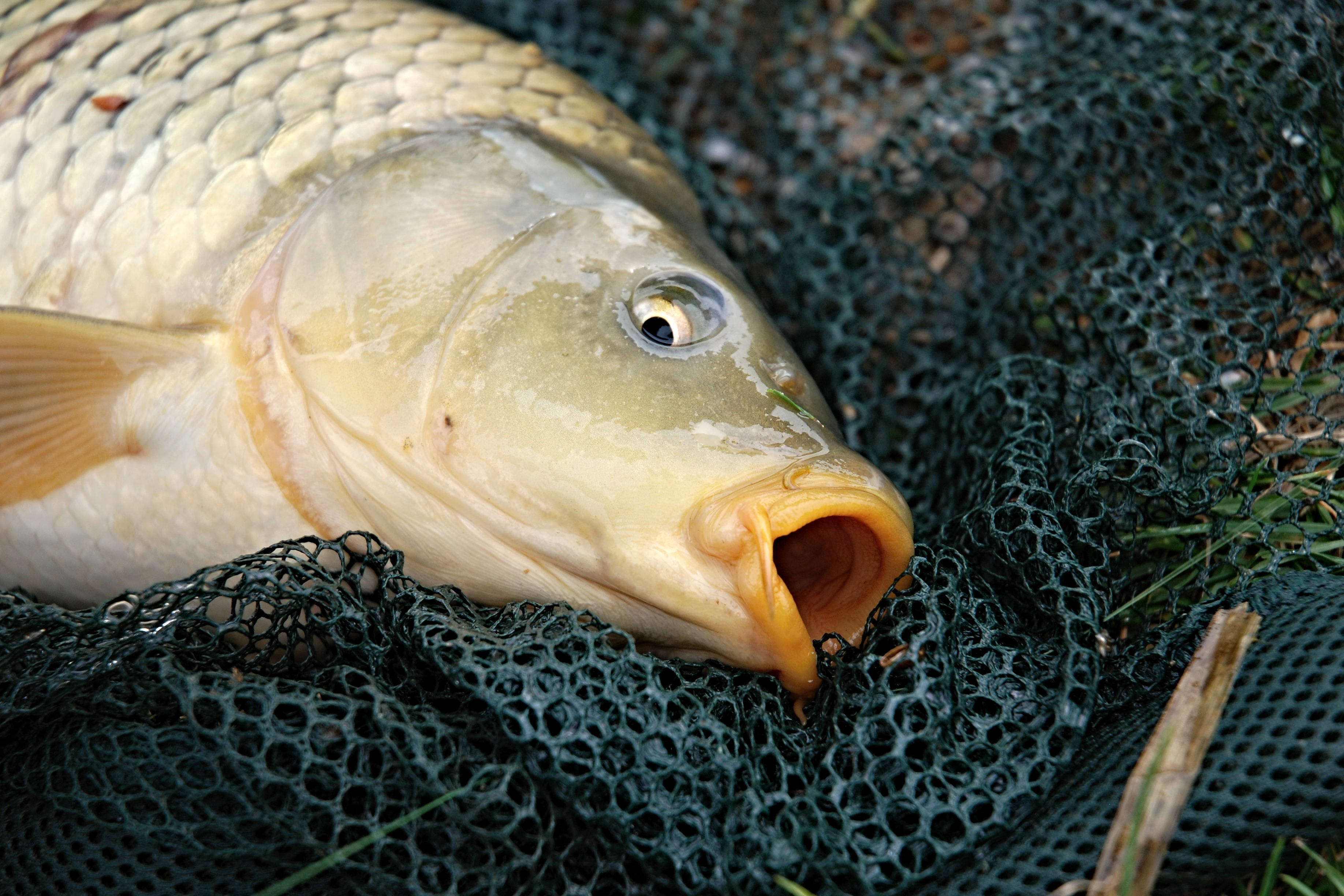 carp, black, fish net, 2K Desktop Wallpaper