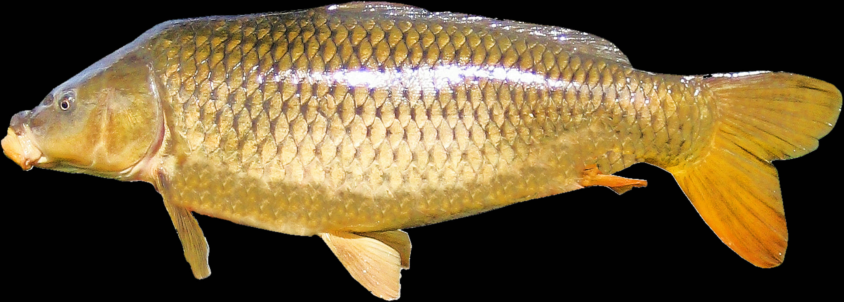 gold carp, textured scales, translucent fins, 2K Desktop Wallpaper
