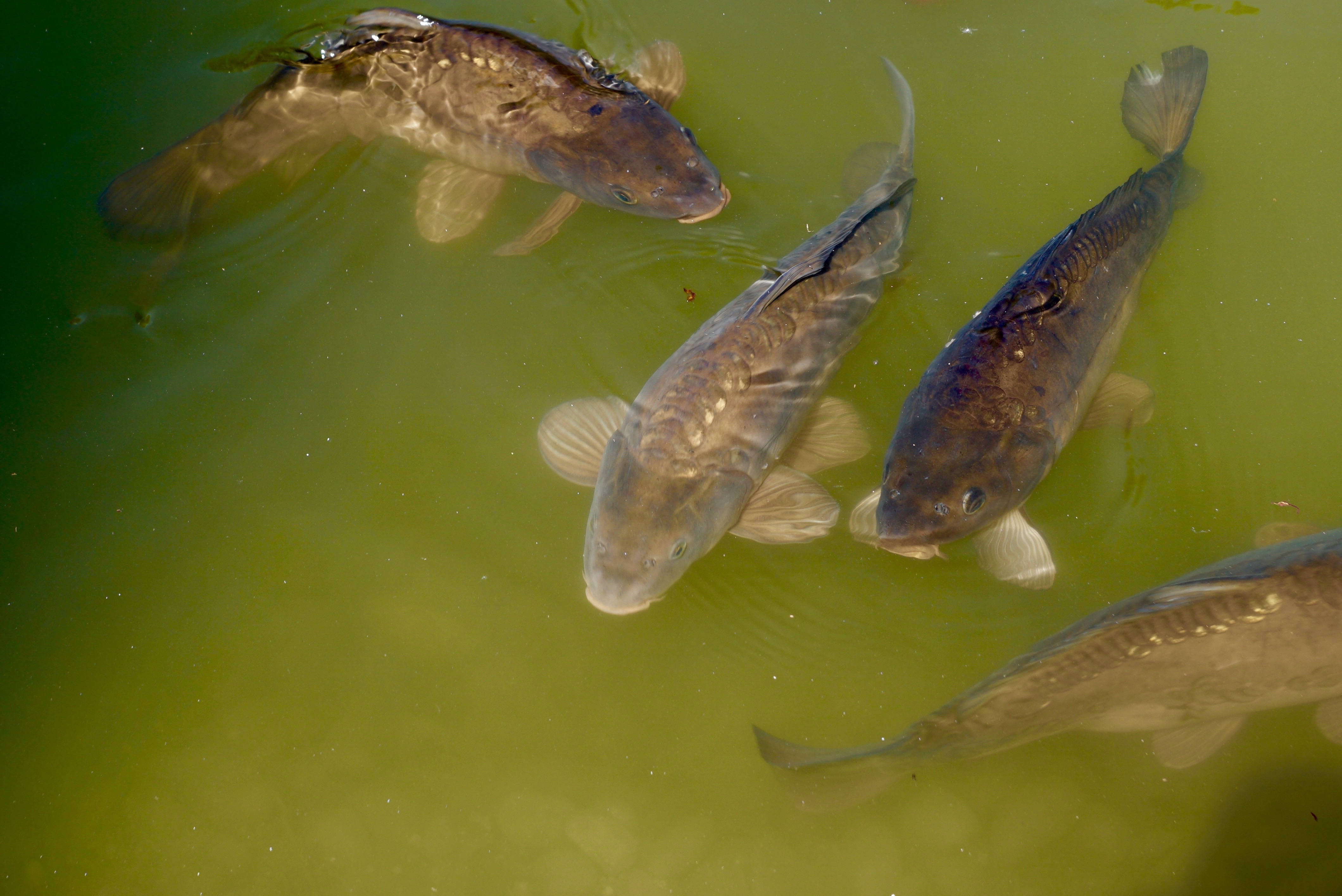 tiny carps, green lake, koi fish, 4K Desktop Wallpaper