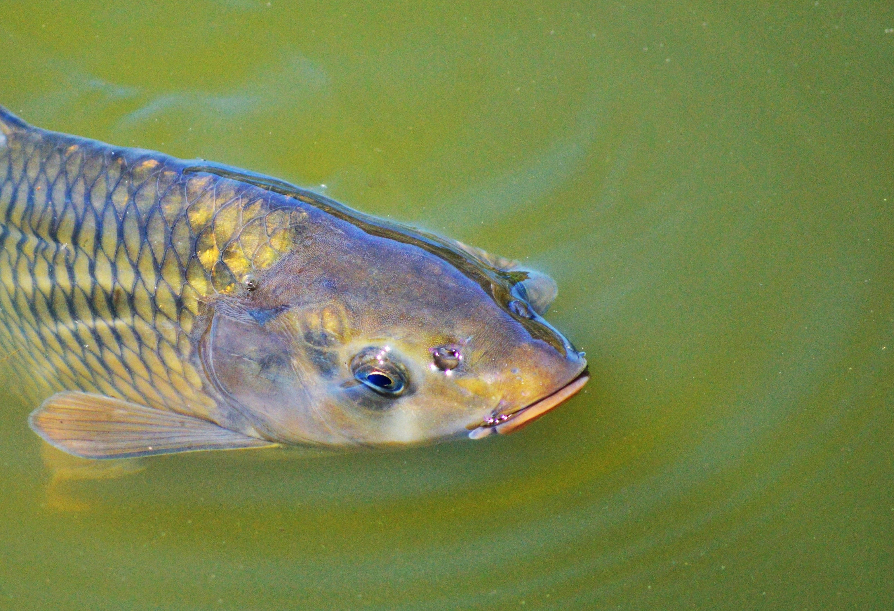 carp, calm lake, murky green water, 2K Desktop Wallpaper