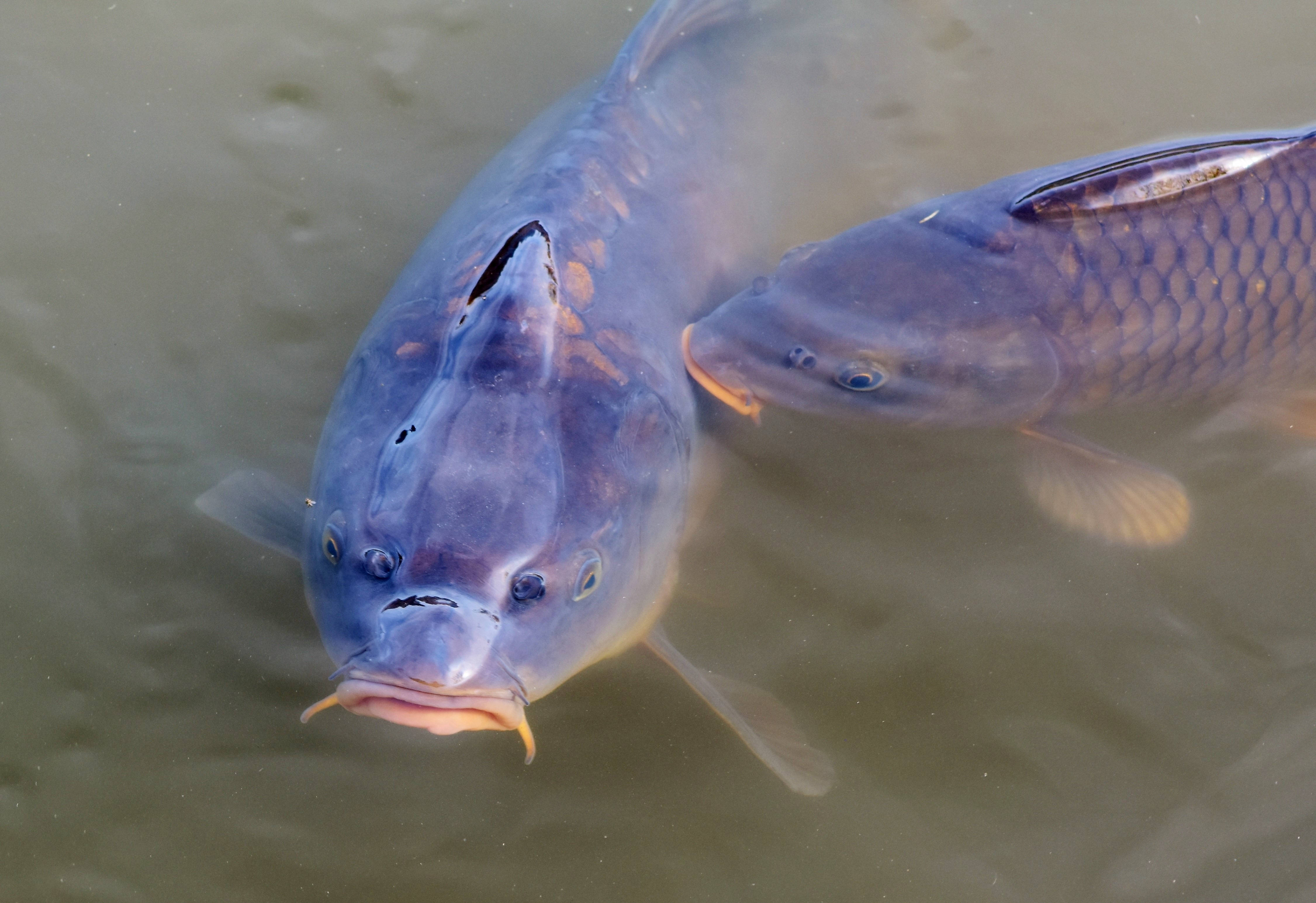 two purple carp, lake, koi fish, 4K Desktop Wallpaper