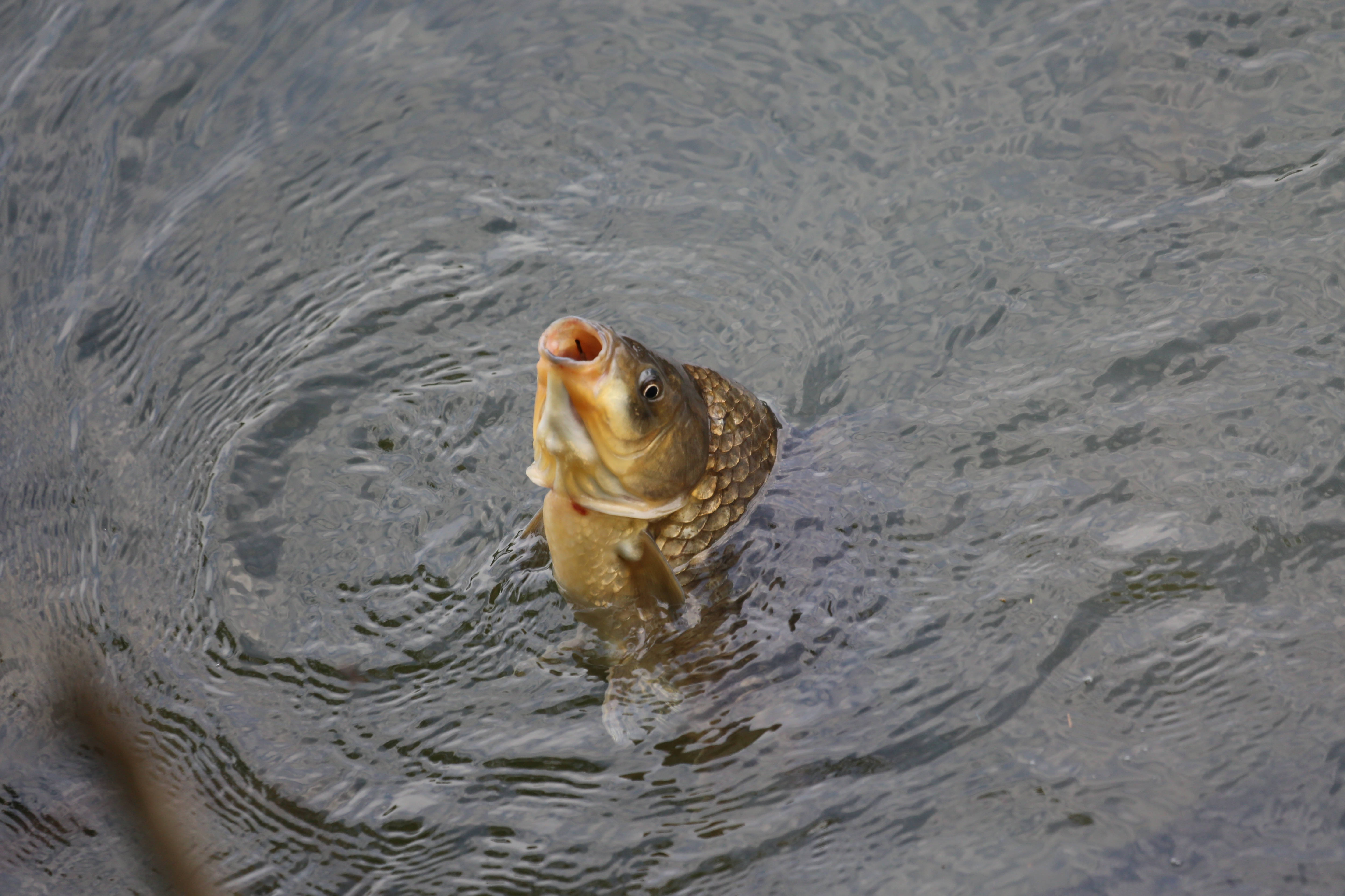 carp, murky water, ripples, 5K Desktop Wallpaper