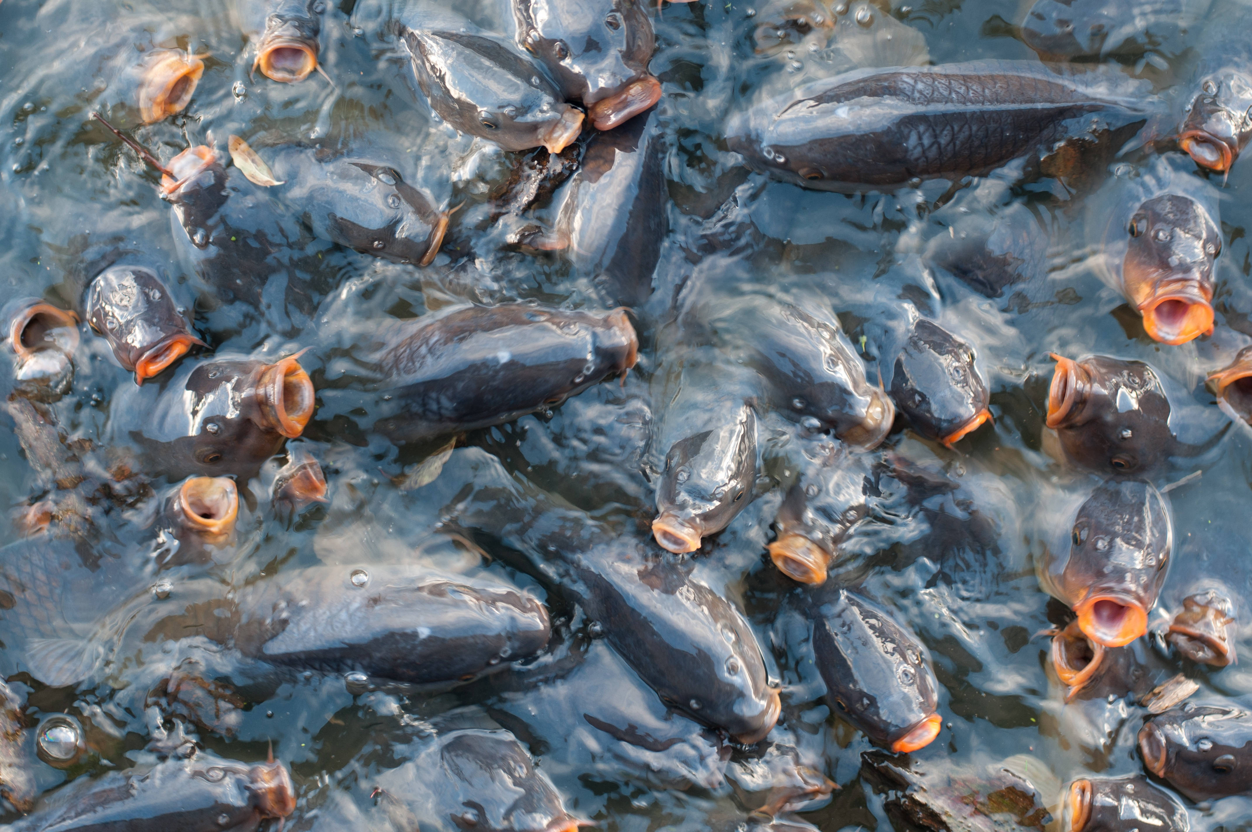 Carp, pond, dark fish, 4K Desktop Wallpaper