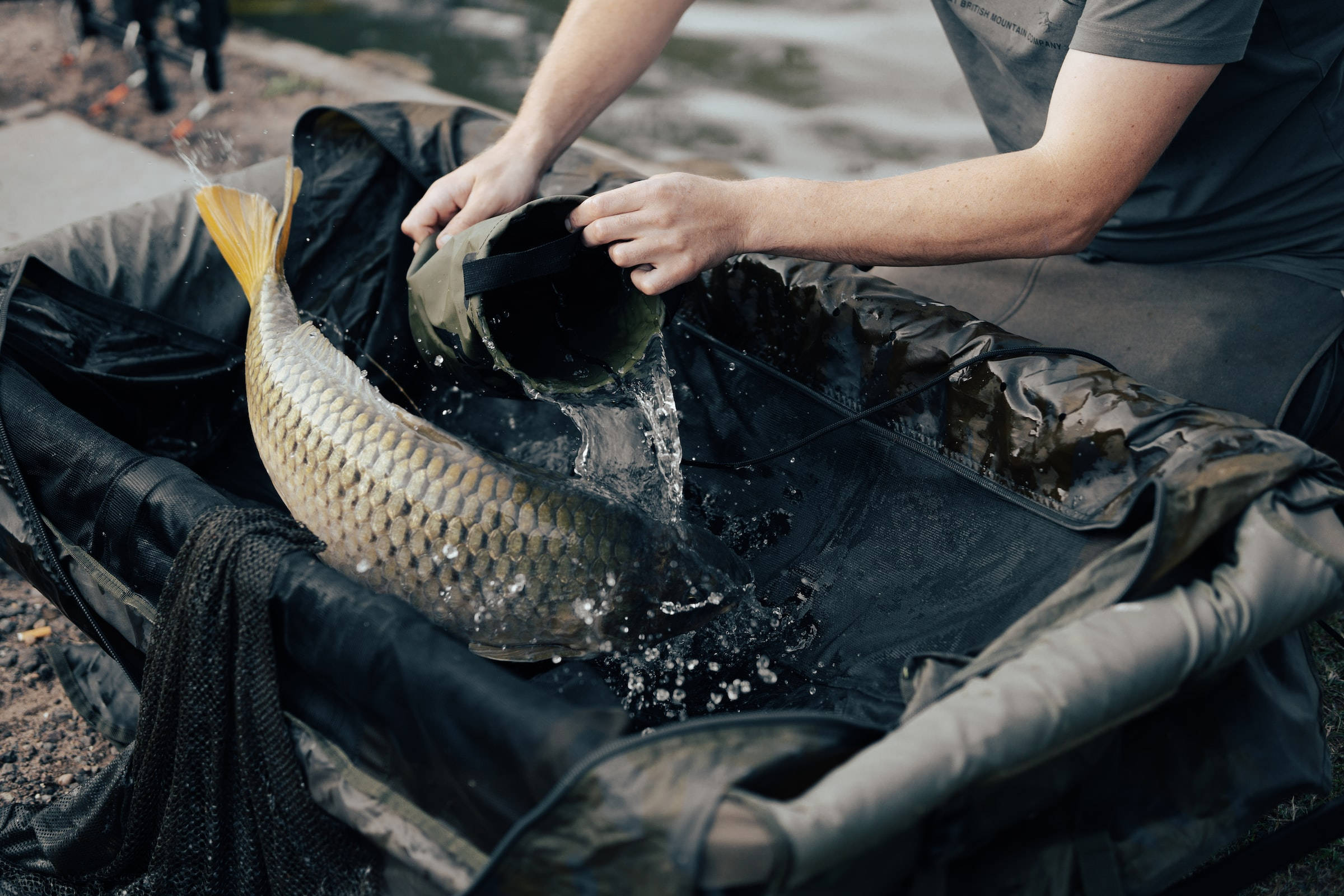 Carp, black netting bag, bucket, Full HD Desktop Wallpaper