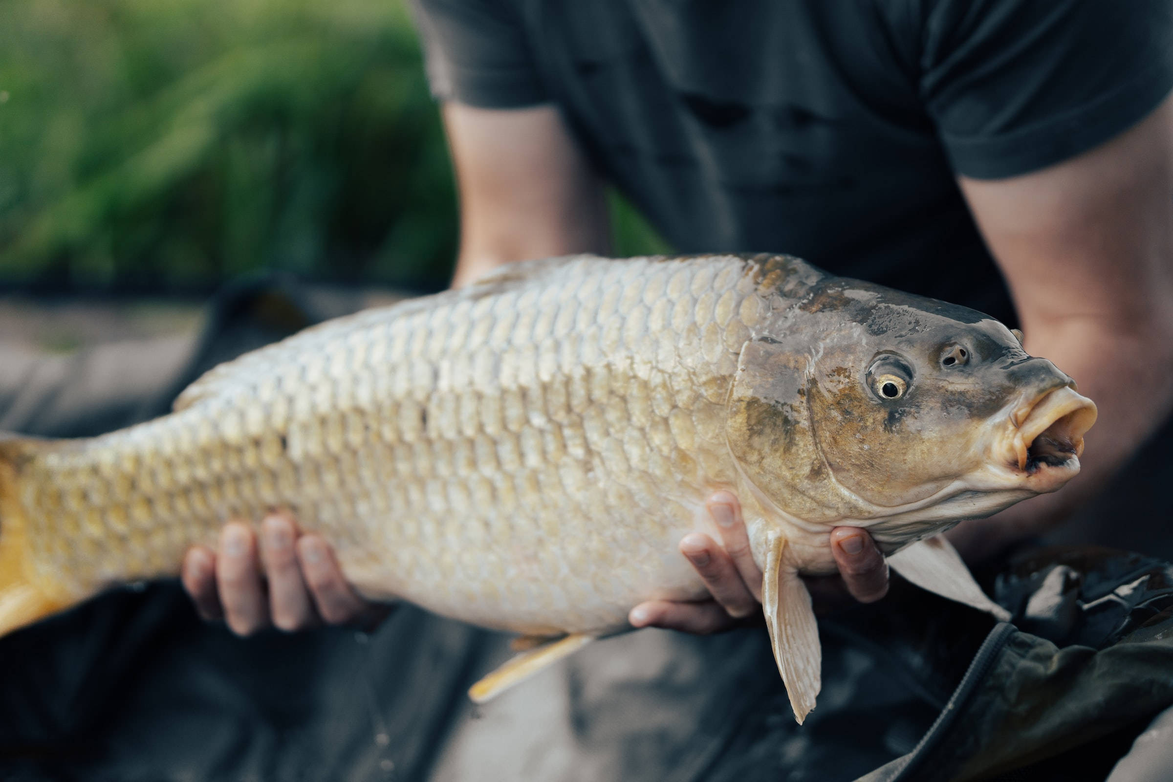 huge carp fish, detailed scales, open mouth, Full HD Desktop Wallpaper