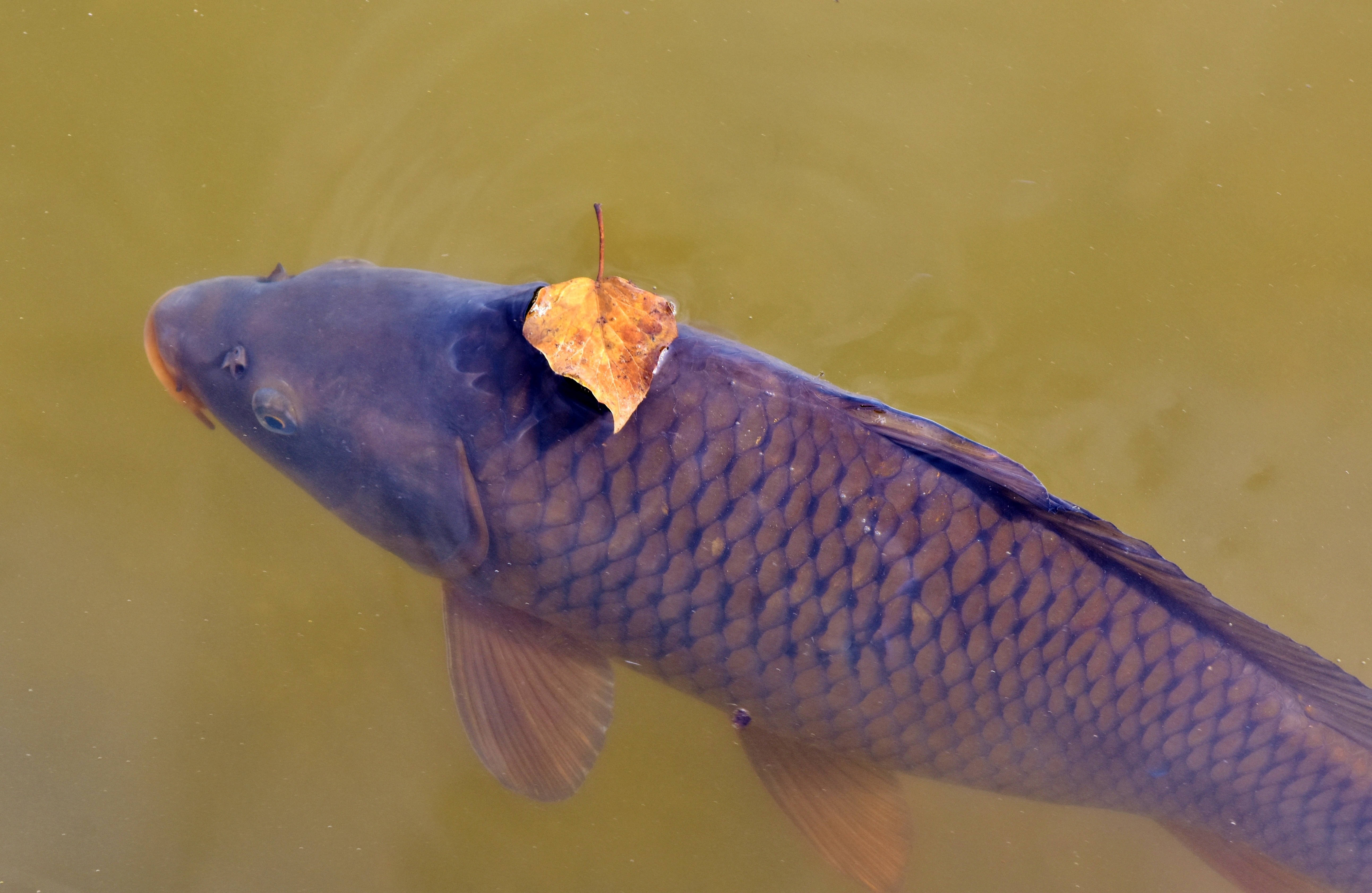 purple carp, lake, autumn leaf, 5K Desktop Wallpaper
