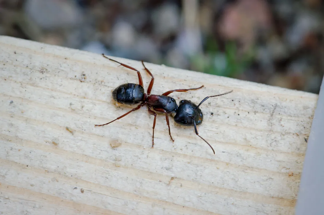 Carpenter Ant