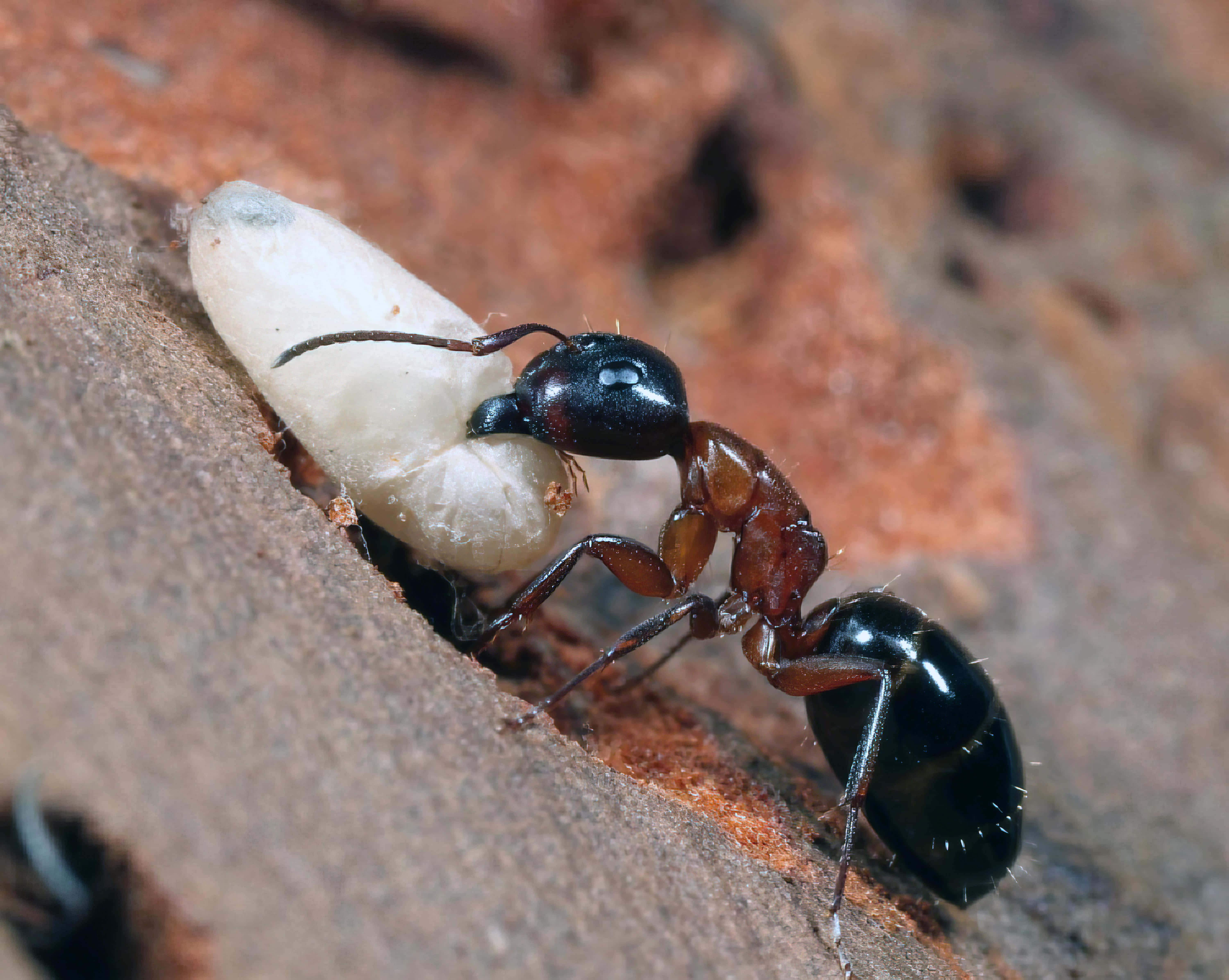 Carpenter Ant, black and brown ant, white larva, 5K Desktop Wallpaper
