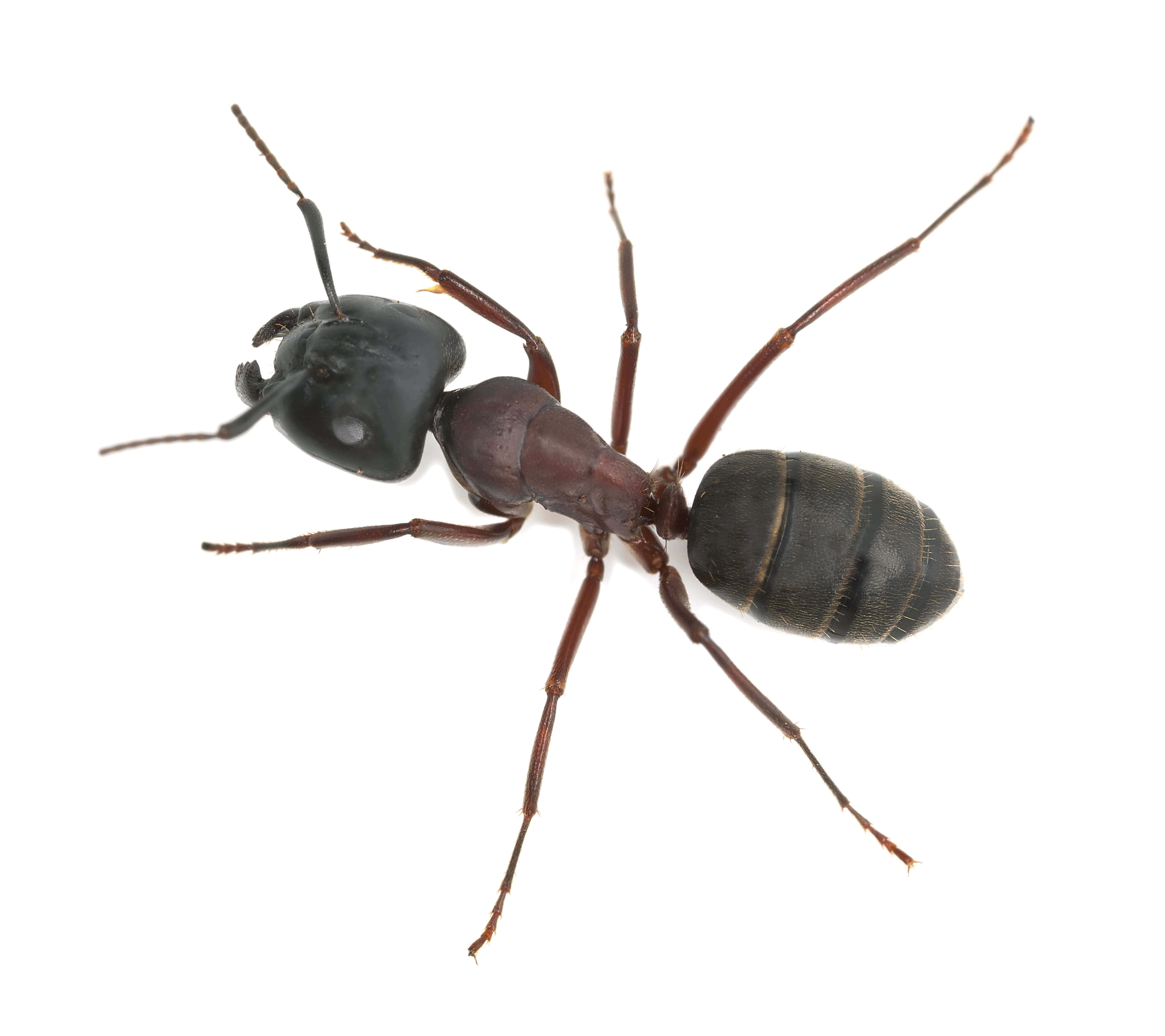 Carpenter Ant, black ant, reddish-brown legs, 5K Desktop Wallpaper