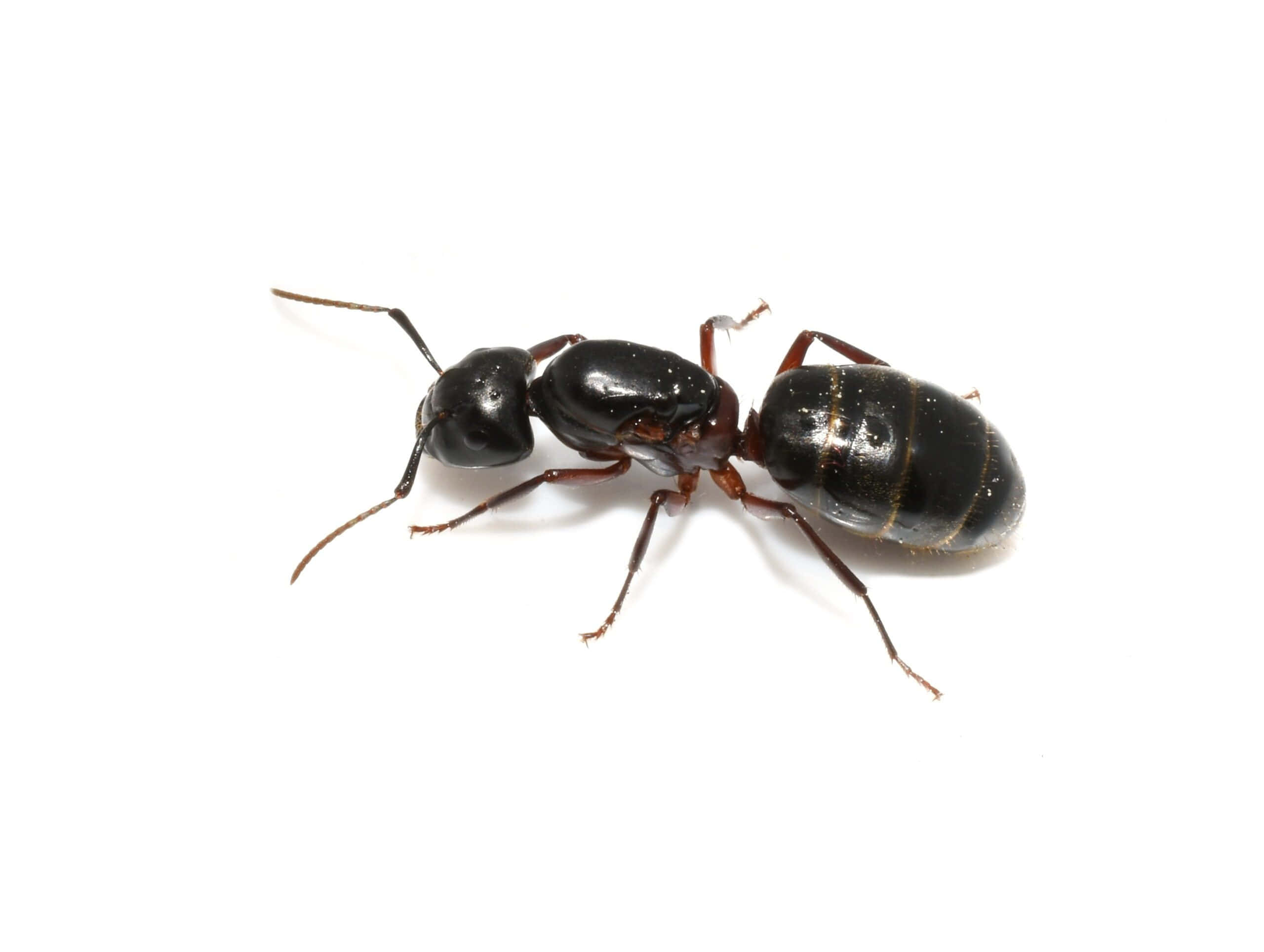 Carpenter Ant, glossy black, reddish-brown legs, 2K Desktop Wallpaper