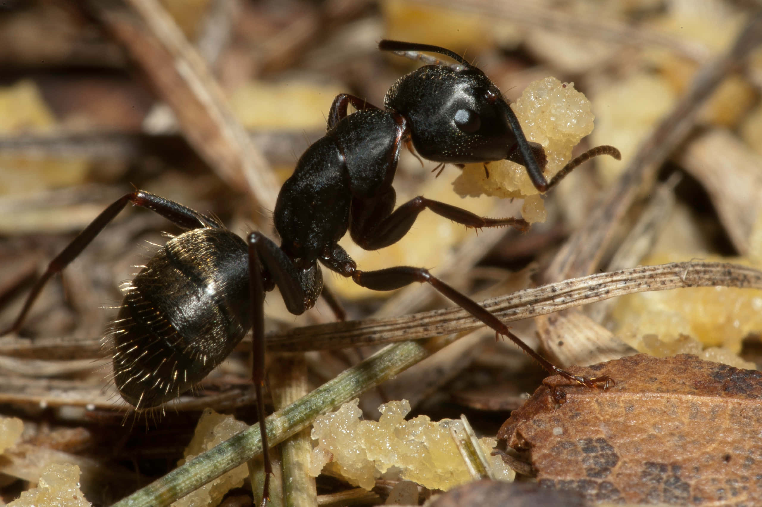Carpenter Ant, black ant, granular food, 2K Desktop Wallpaper