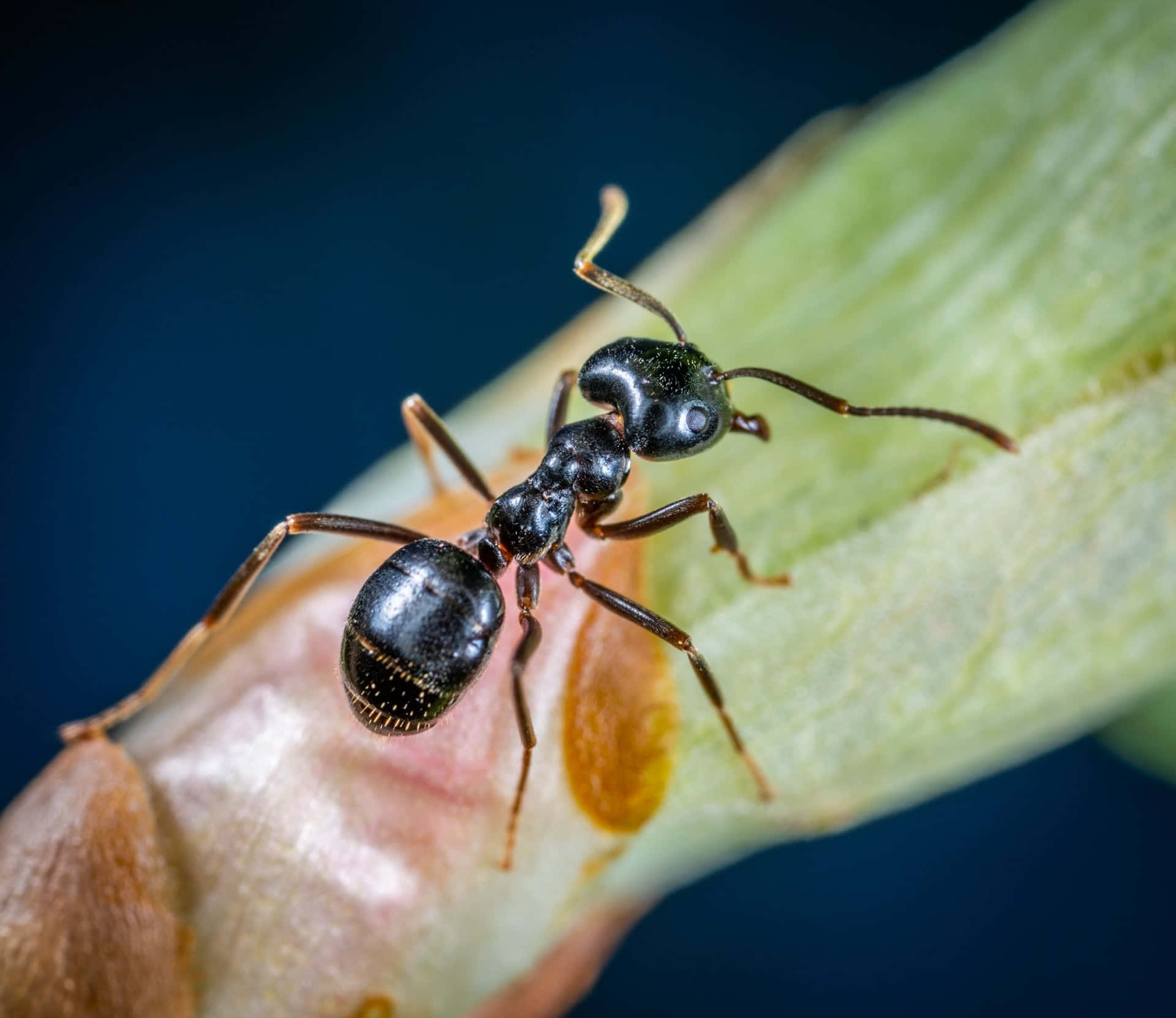 Carpenter Ant, black ant, green leaf, Full HD Desktop Wallpaper
