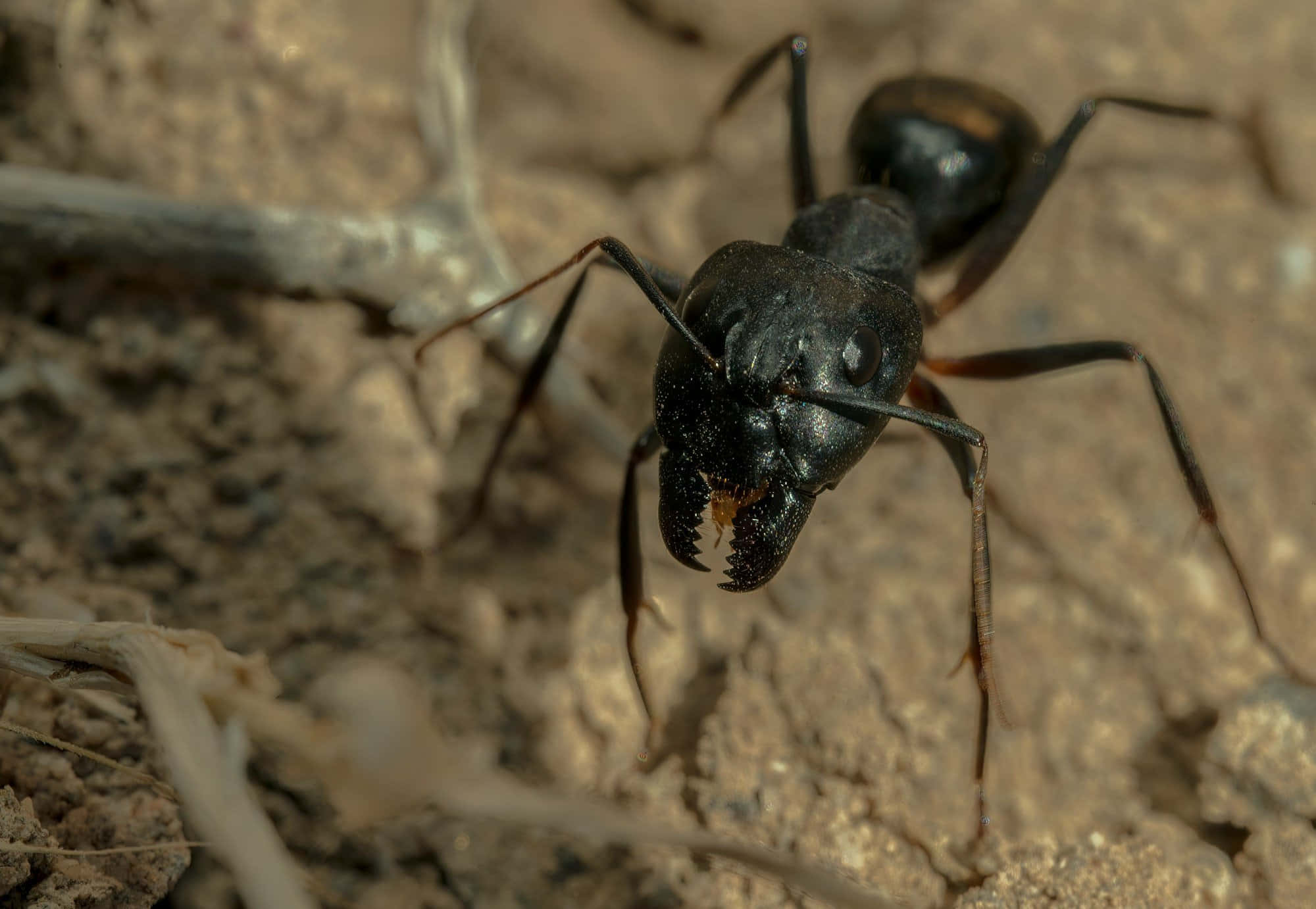 Carpenter Ant, black, prominent mandibles, Full HD Desktop Wallpaper