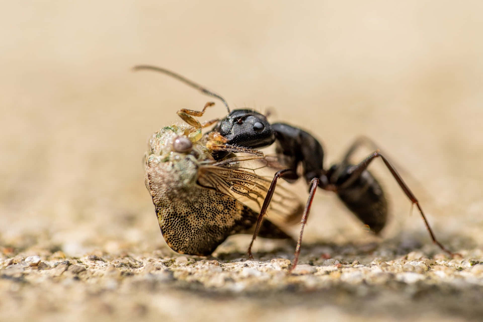 Carpenter Ant, spotted leafhopper, sandy ground, Full HD Desktop Wallpaper