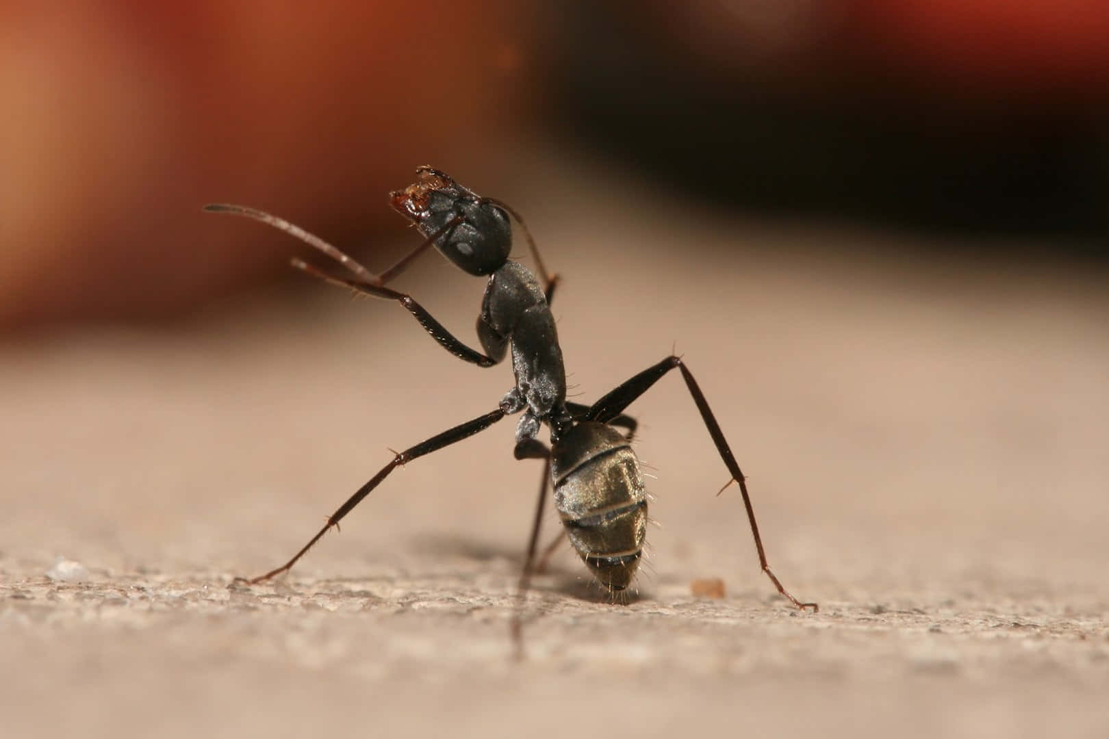 Carpenter Ant, black, segmented body, HD Desktop Wallpaper