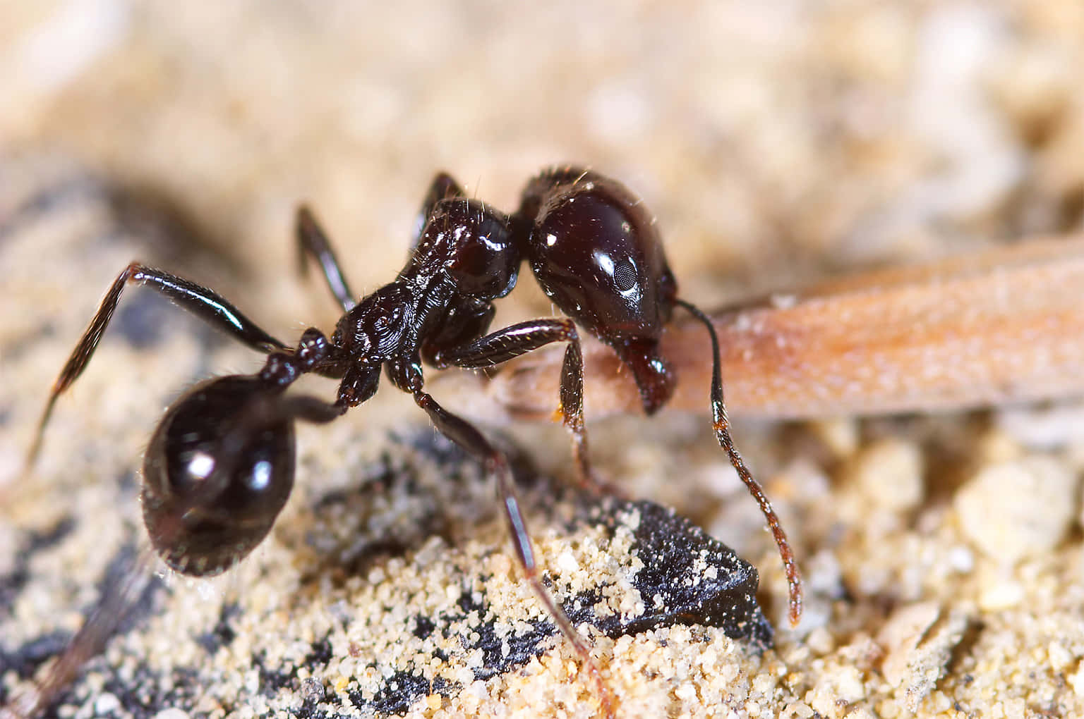 Carpenter Ant, glossy black, twig, HD Desktop Wallpaper
